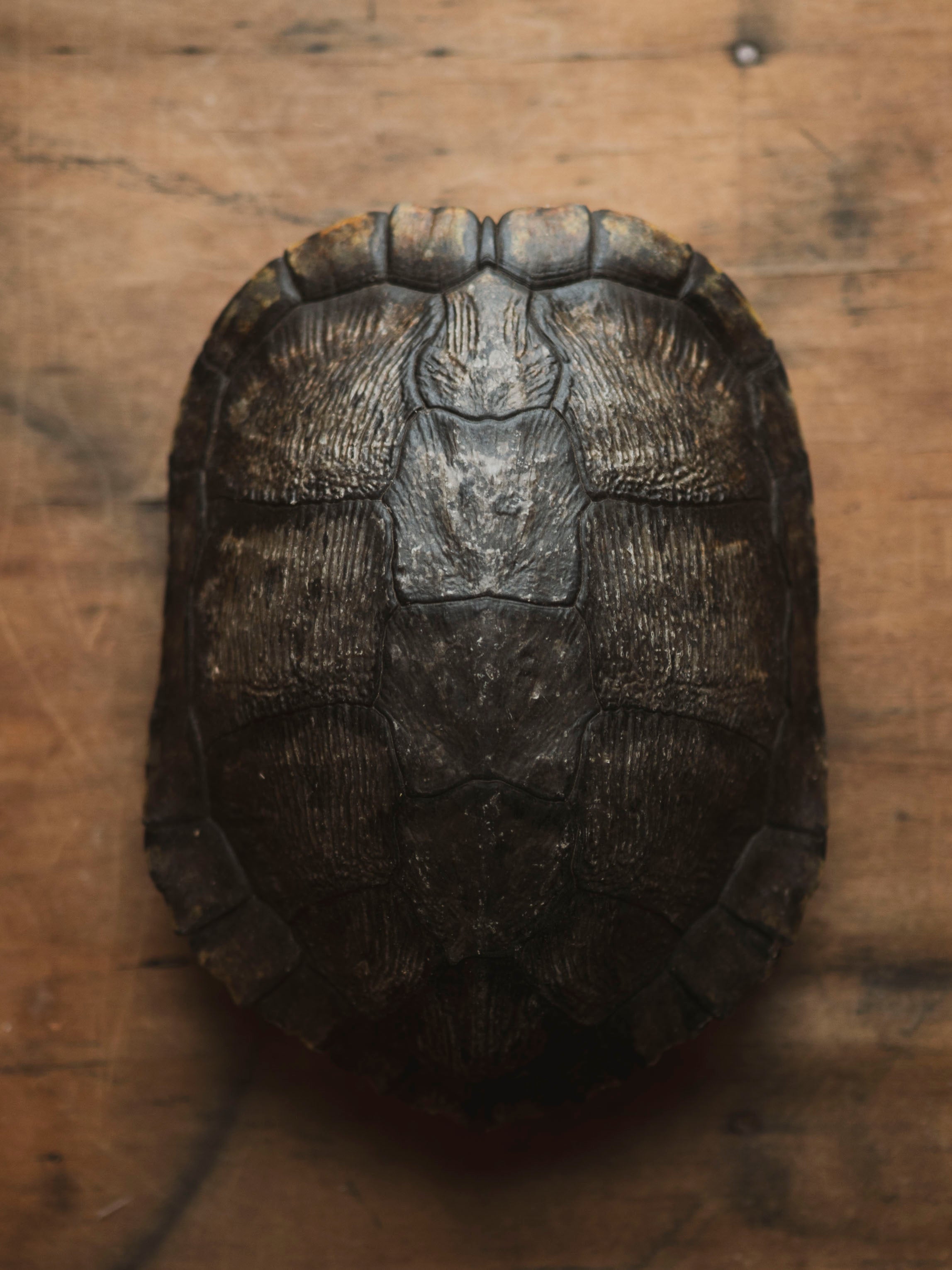 8-9" Red Eared Slider Turtle Shell, SB670