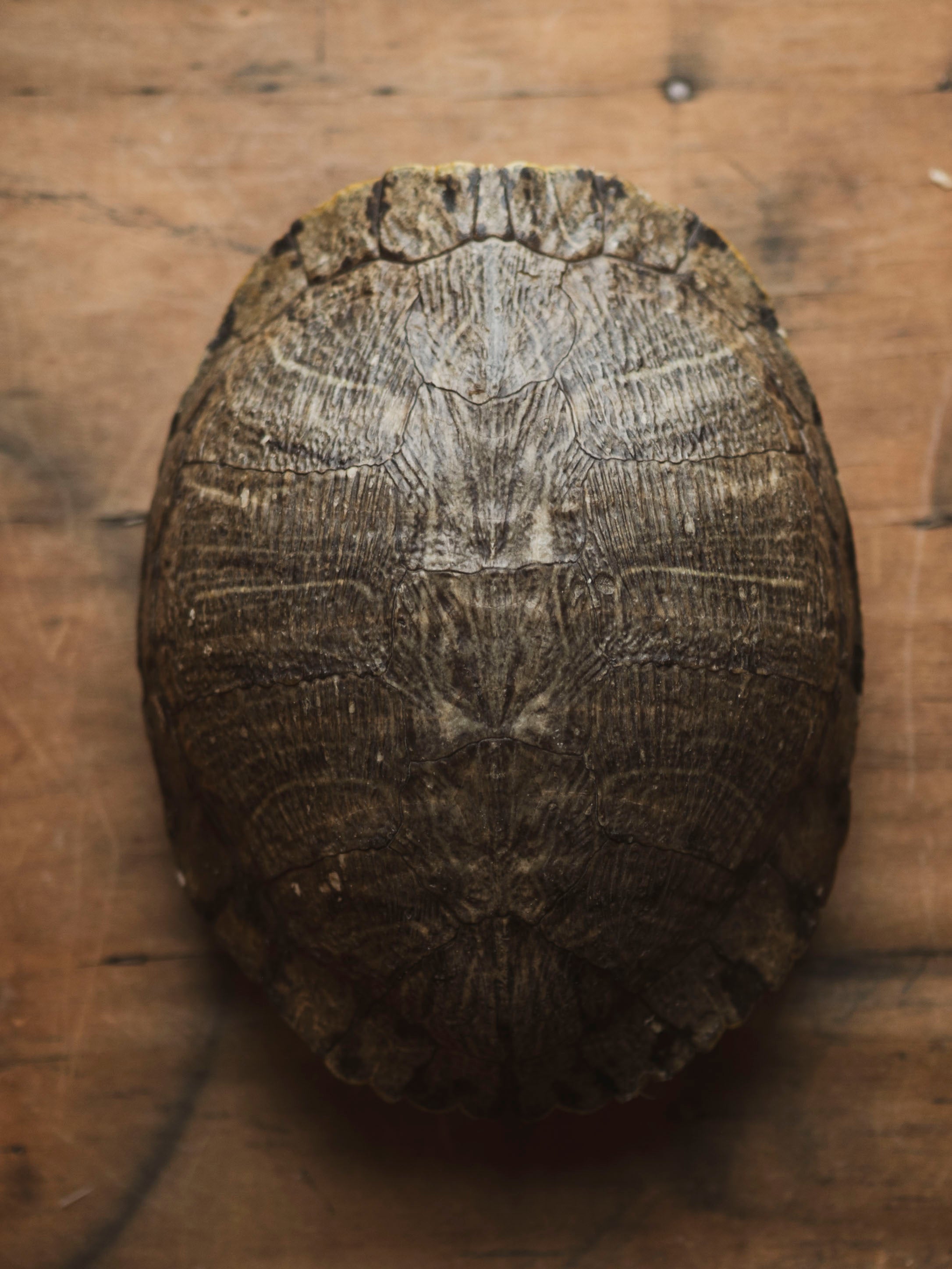 8-9" Red Eared Slider Turtle Shell, SB670