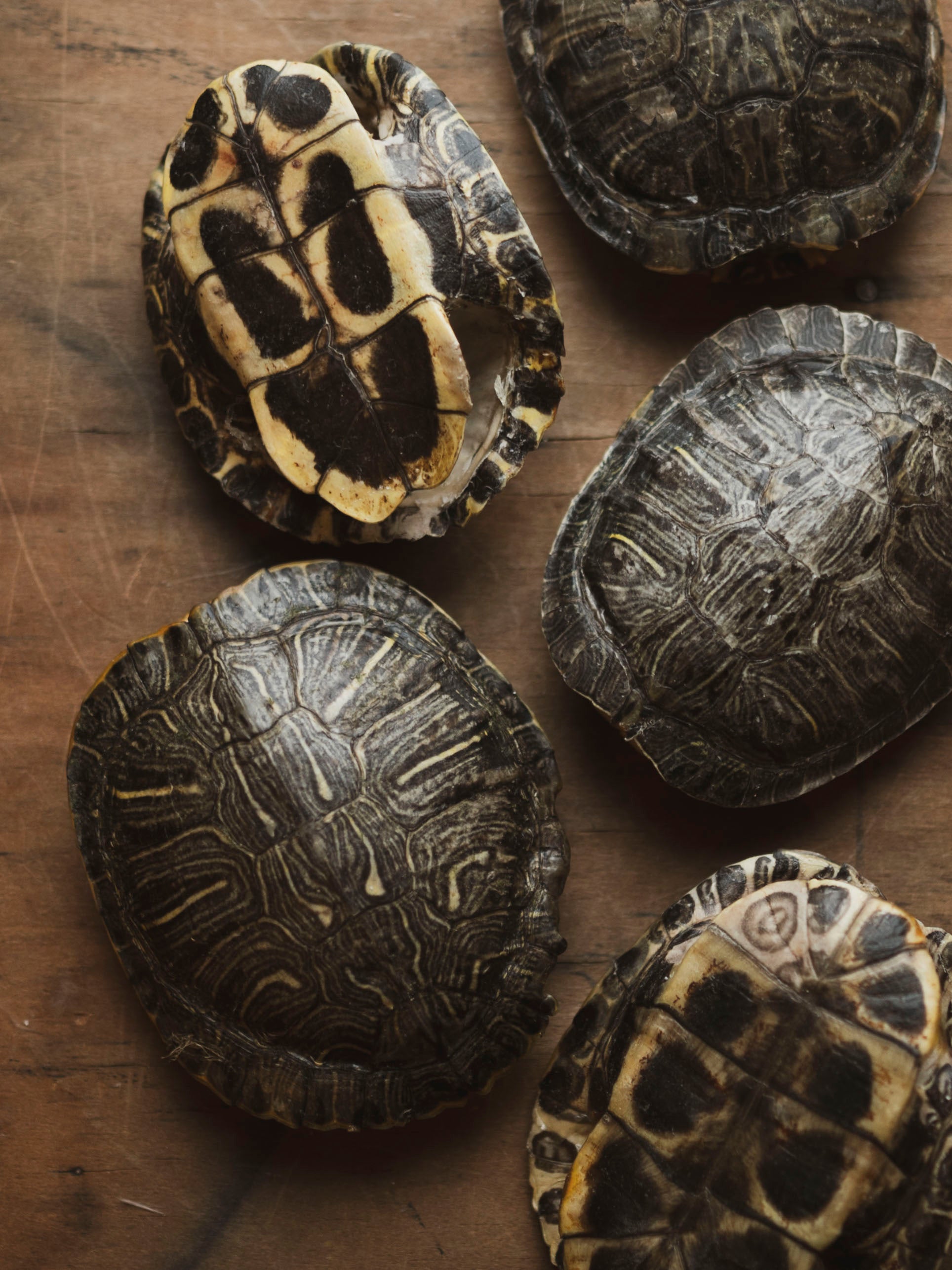 4-4.75" Red Eared Slider Turtle Shell, SB454