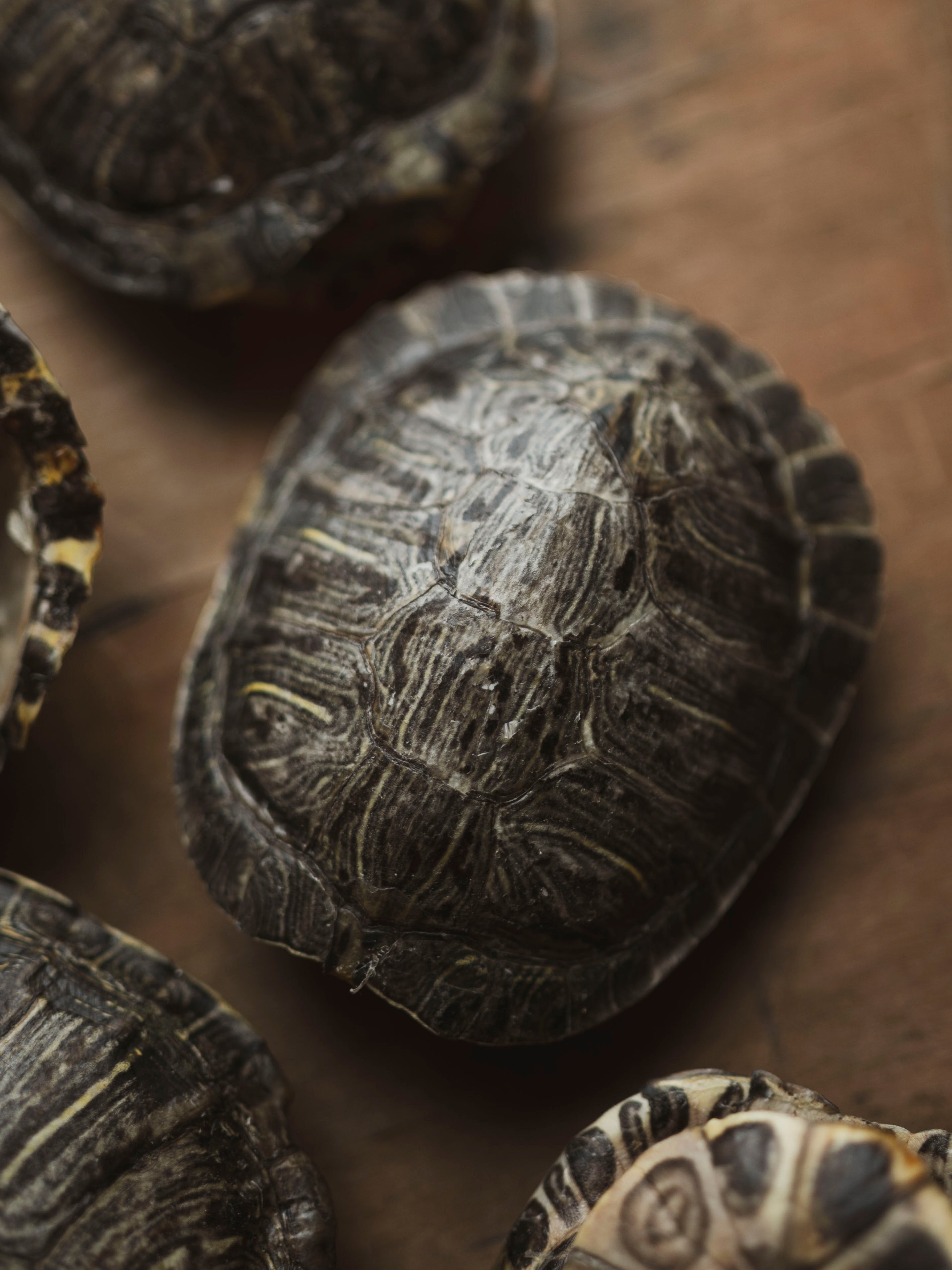 4-4.75" Red Eared Slider Turtle Shell, SB454