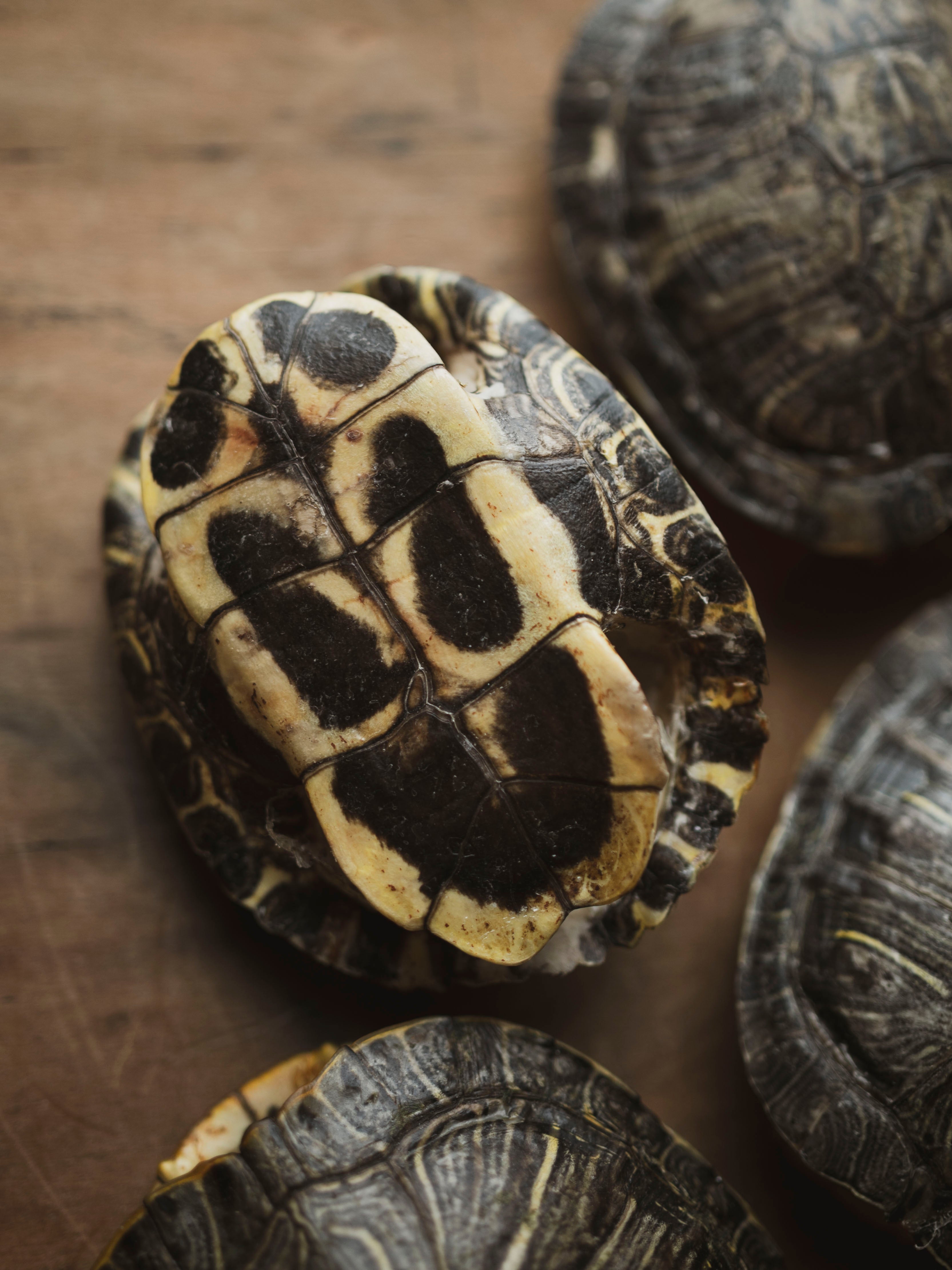 4-4.75" Red Eared Slider Turtle Shell, SB454