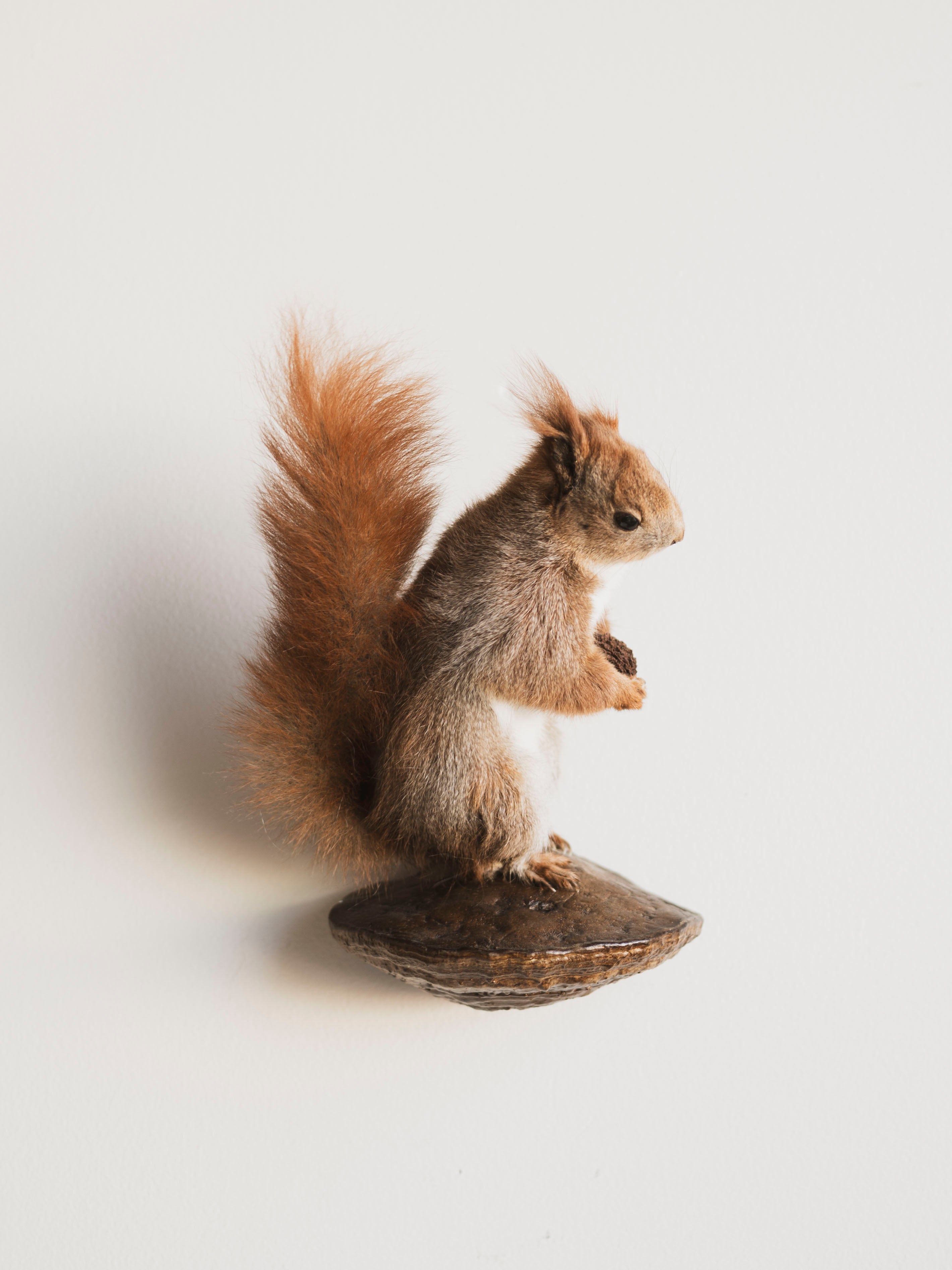 Red Squirrel Taxidermy (Rupert), TA240