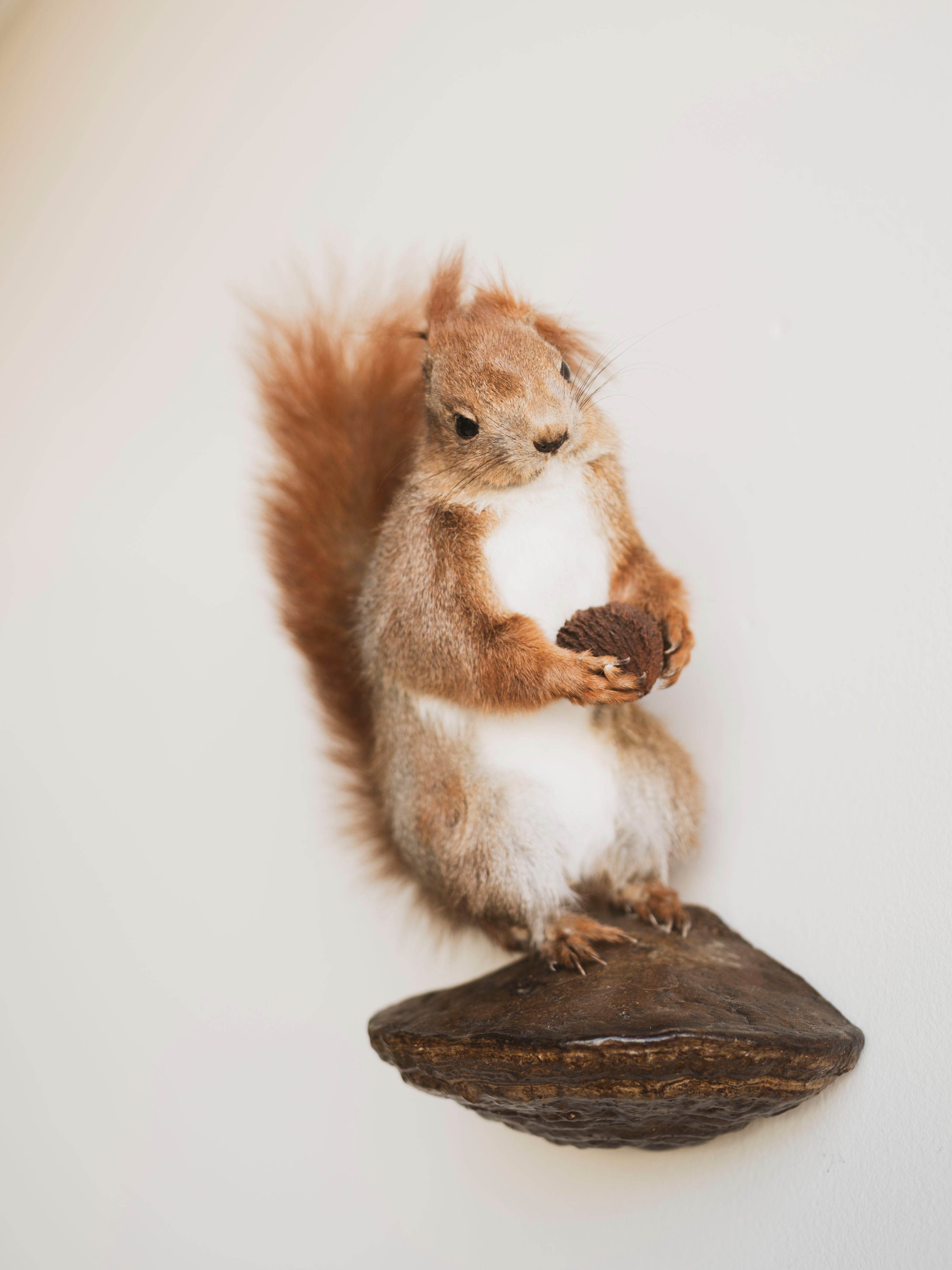 Red Squirrel Taxidermy (Rupert), TA240