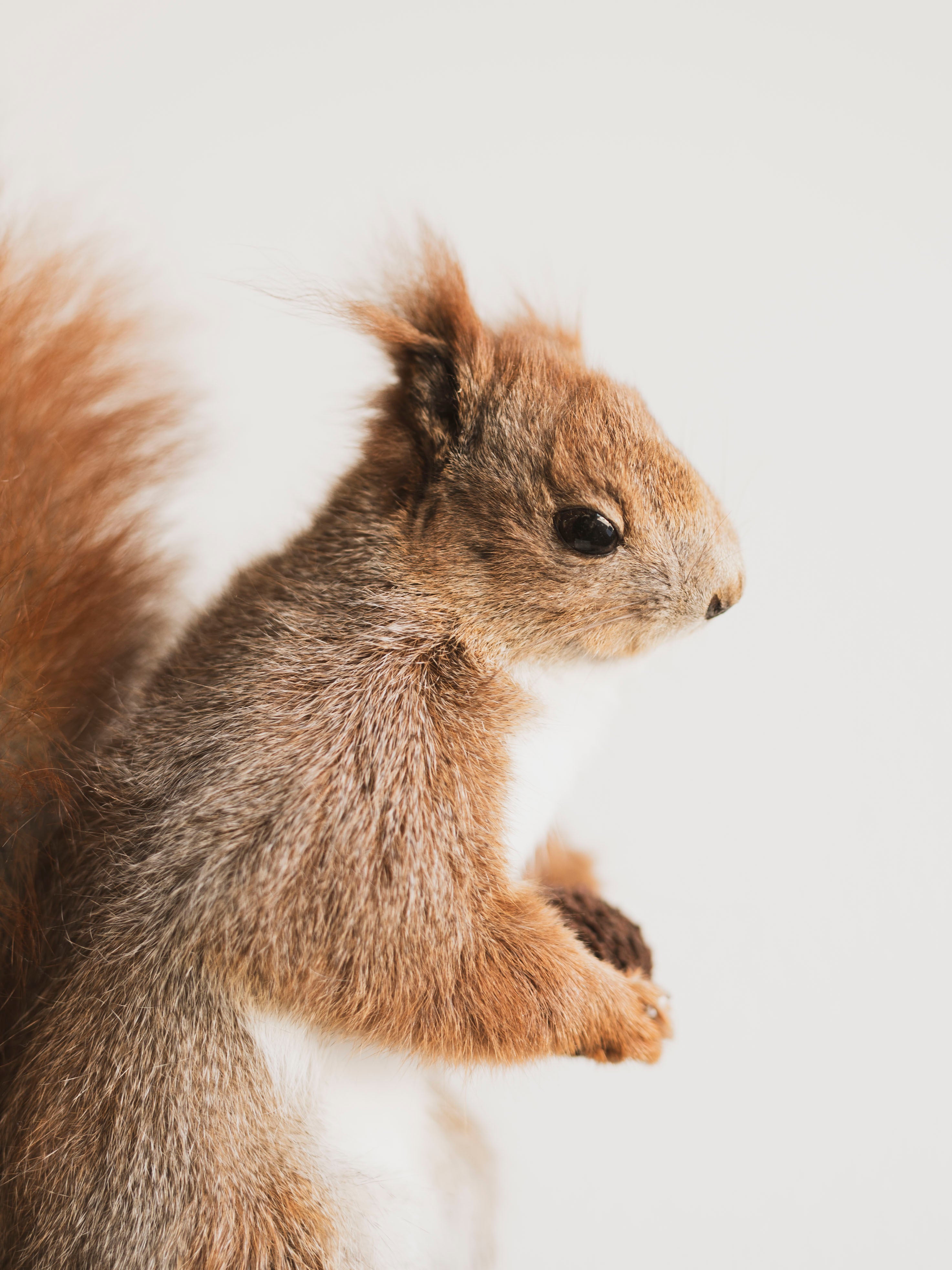 Red Squirrel Taxidermy (Rupert), TA240