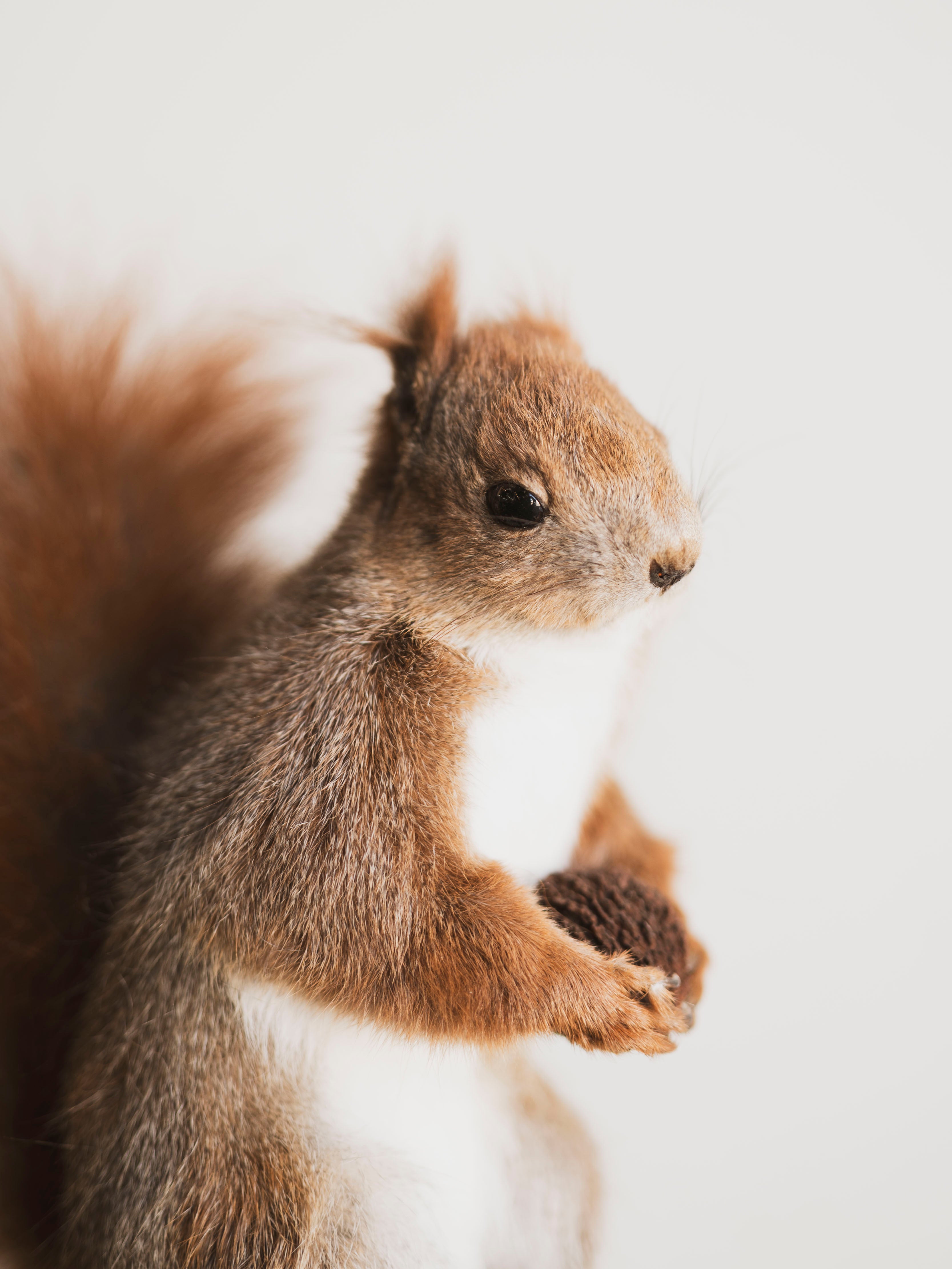 Red Squirrel Taxidermy (Rupert), TA240