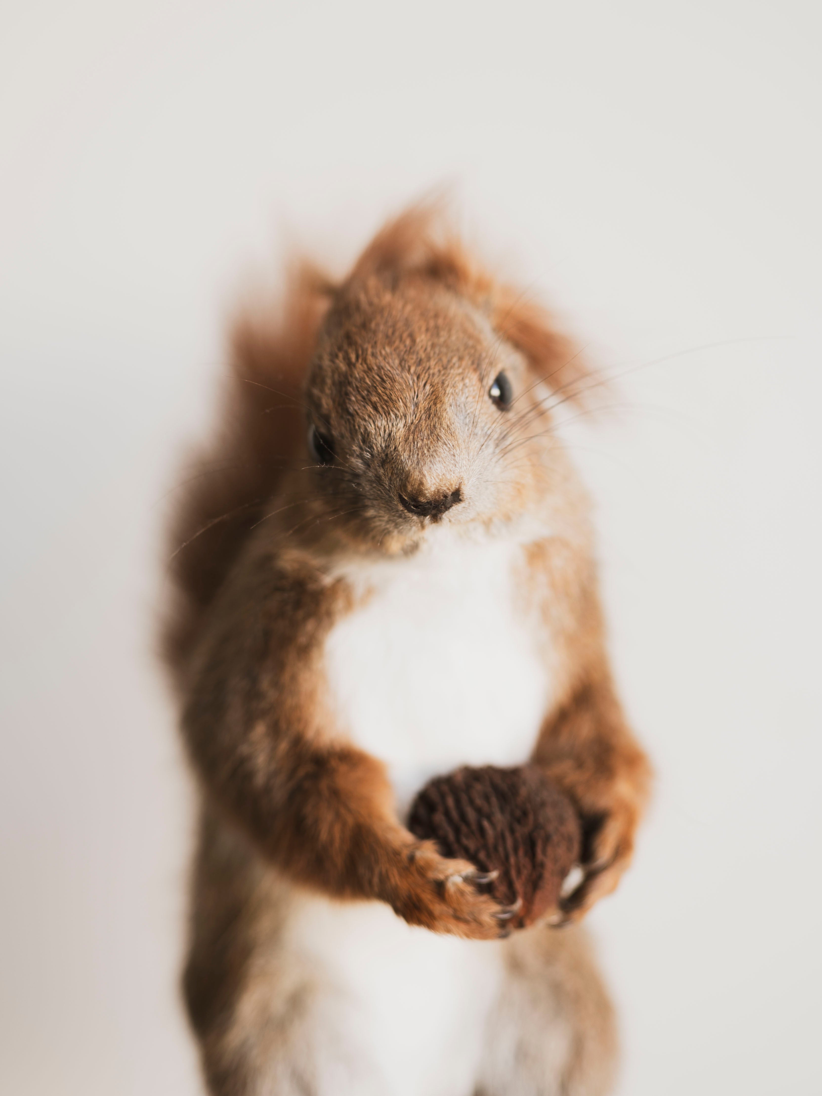 Red Squirrel Taxidermy (Rupert), TA240