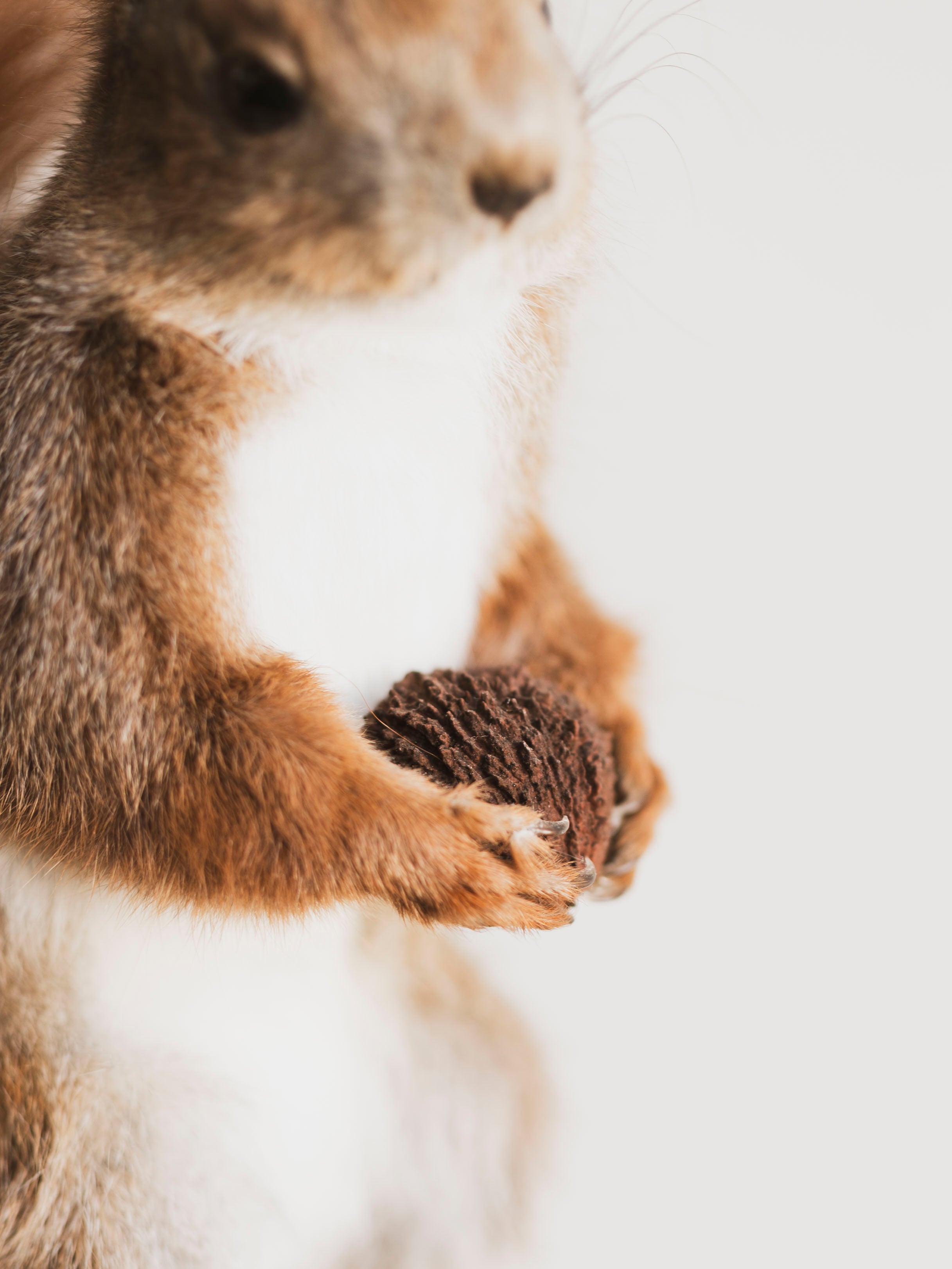 Red Squirrel Taxidermy (Rupert), TA240
