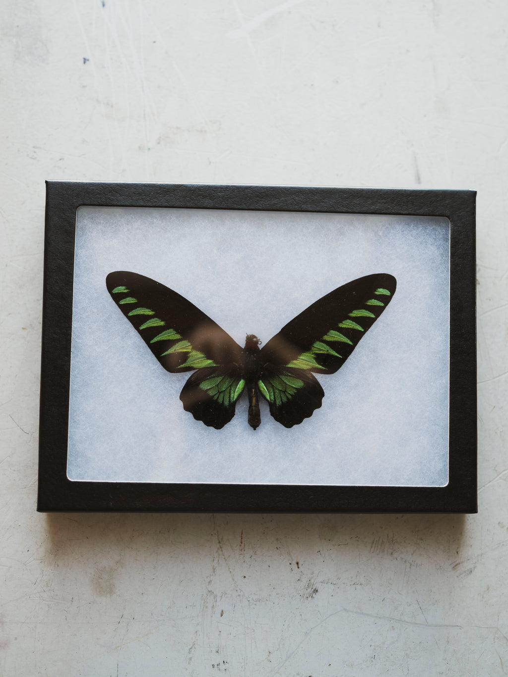 Framed Ryker Box Green and Black Birdwing Butterfly, IN332