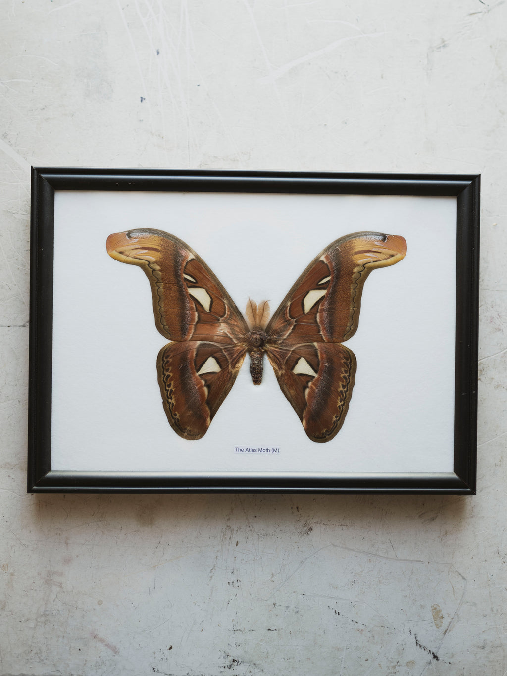 Framed Male Atlas Moth, IN1234