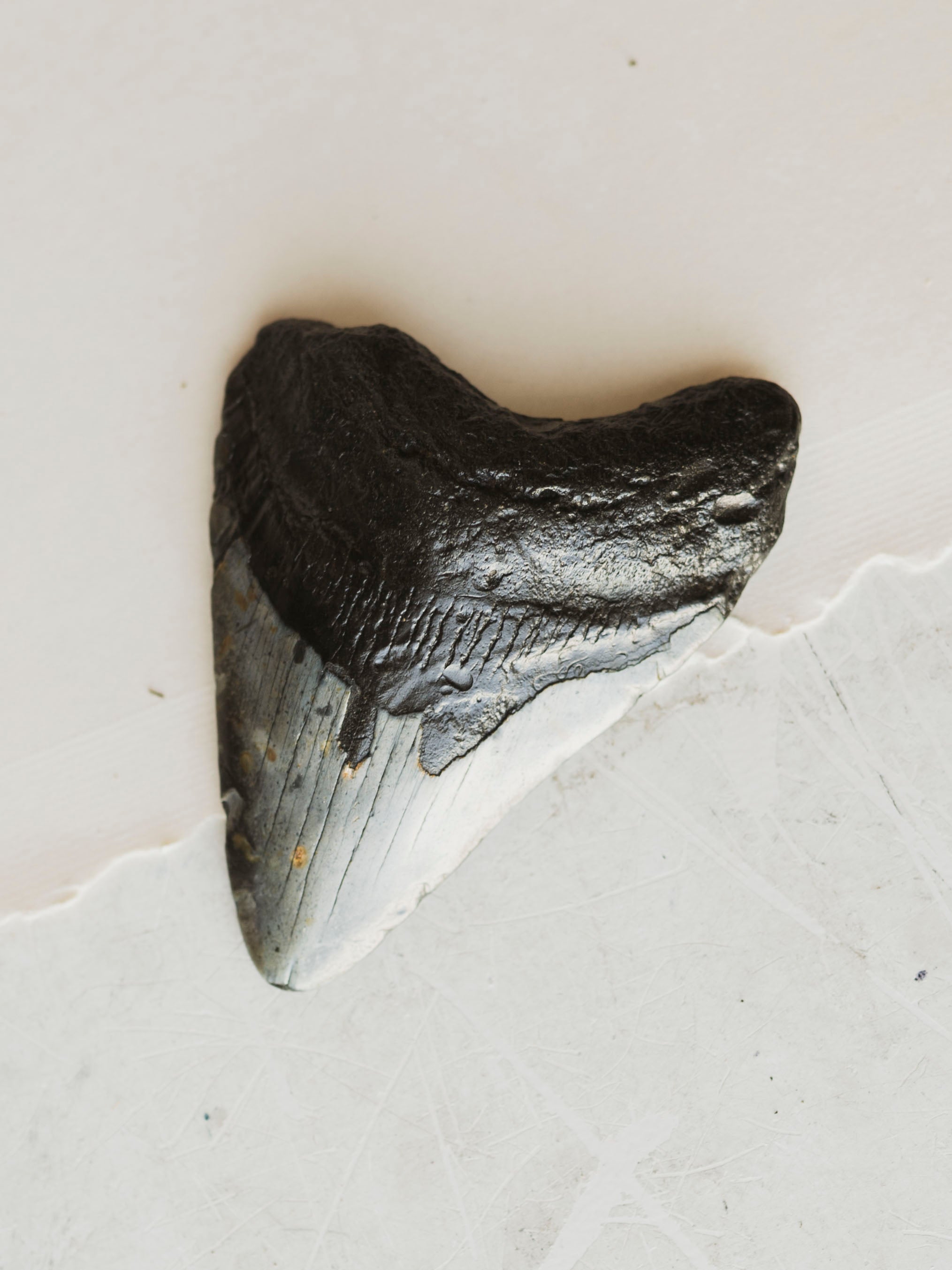 4-4.75" Grade B Fossilized Megalodon Tooth, RM2527
