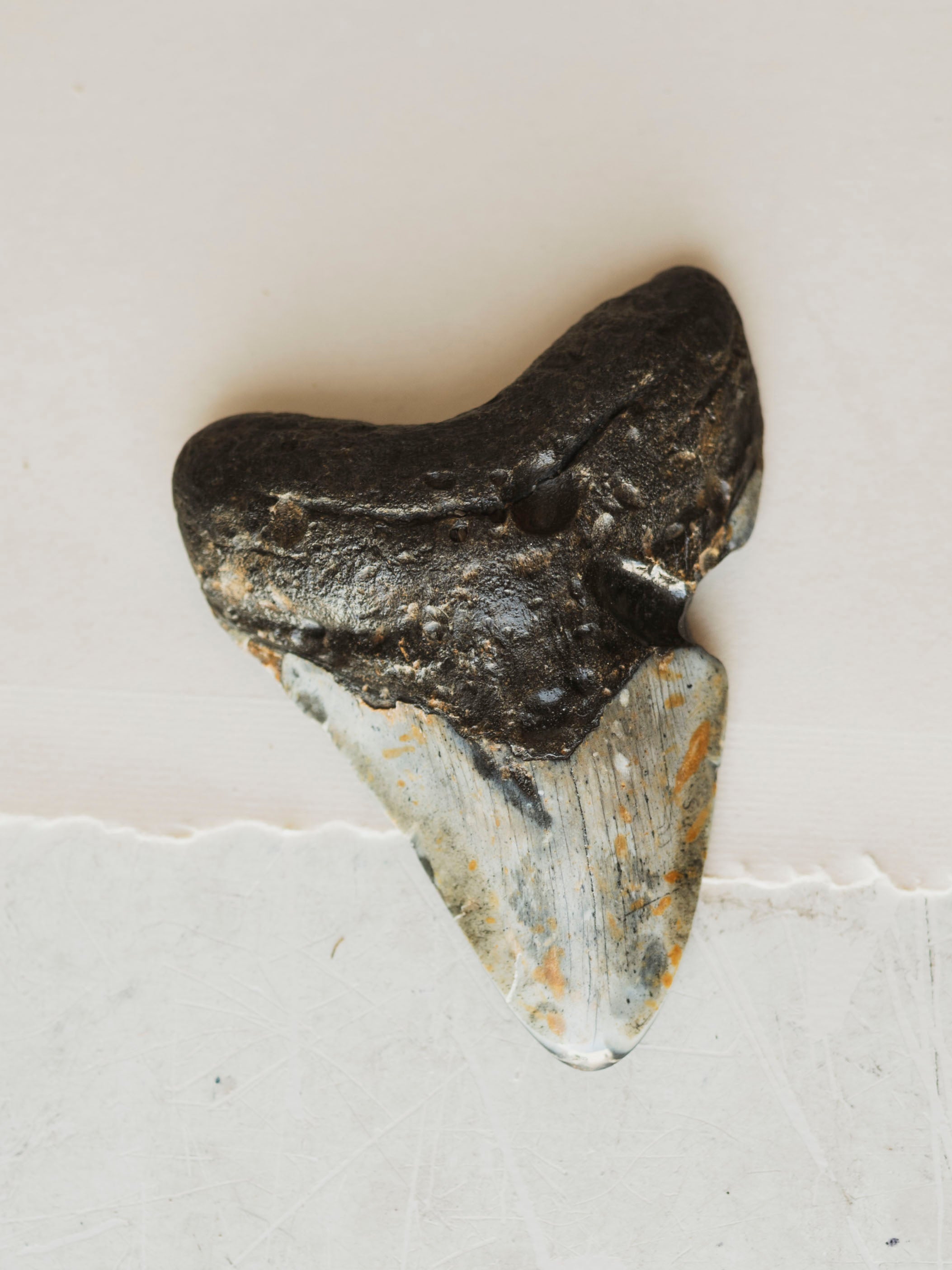 4-4.75" Grade B Fossilized Megalodon Tooth, RM2527