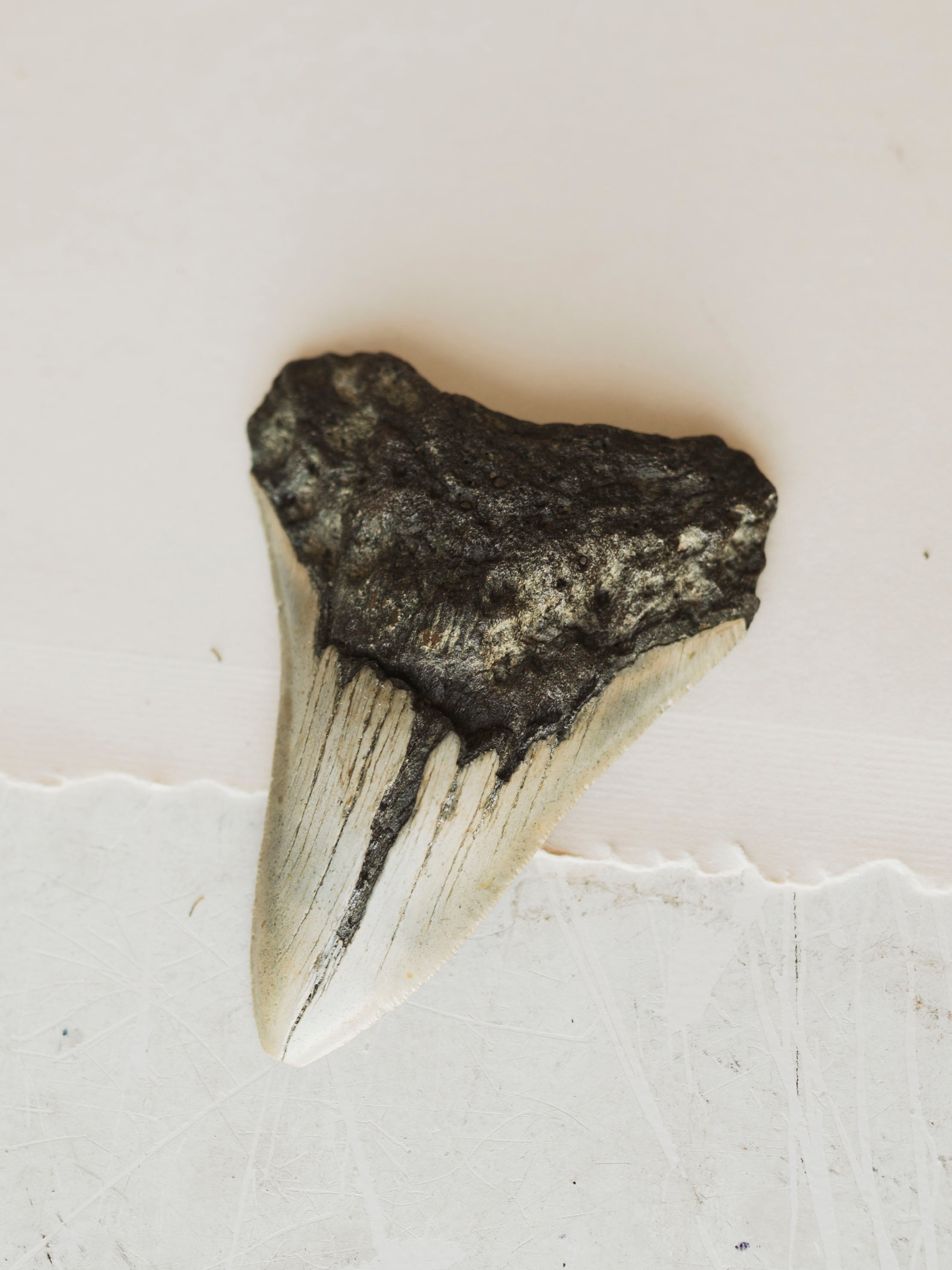 4-4.75" Grade B Fossilized Megalodon Tooth, RM2527