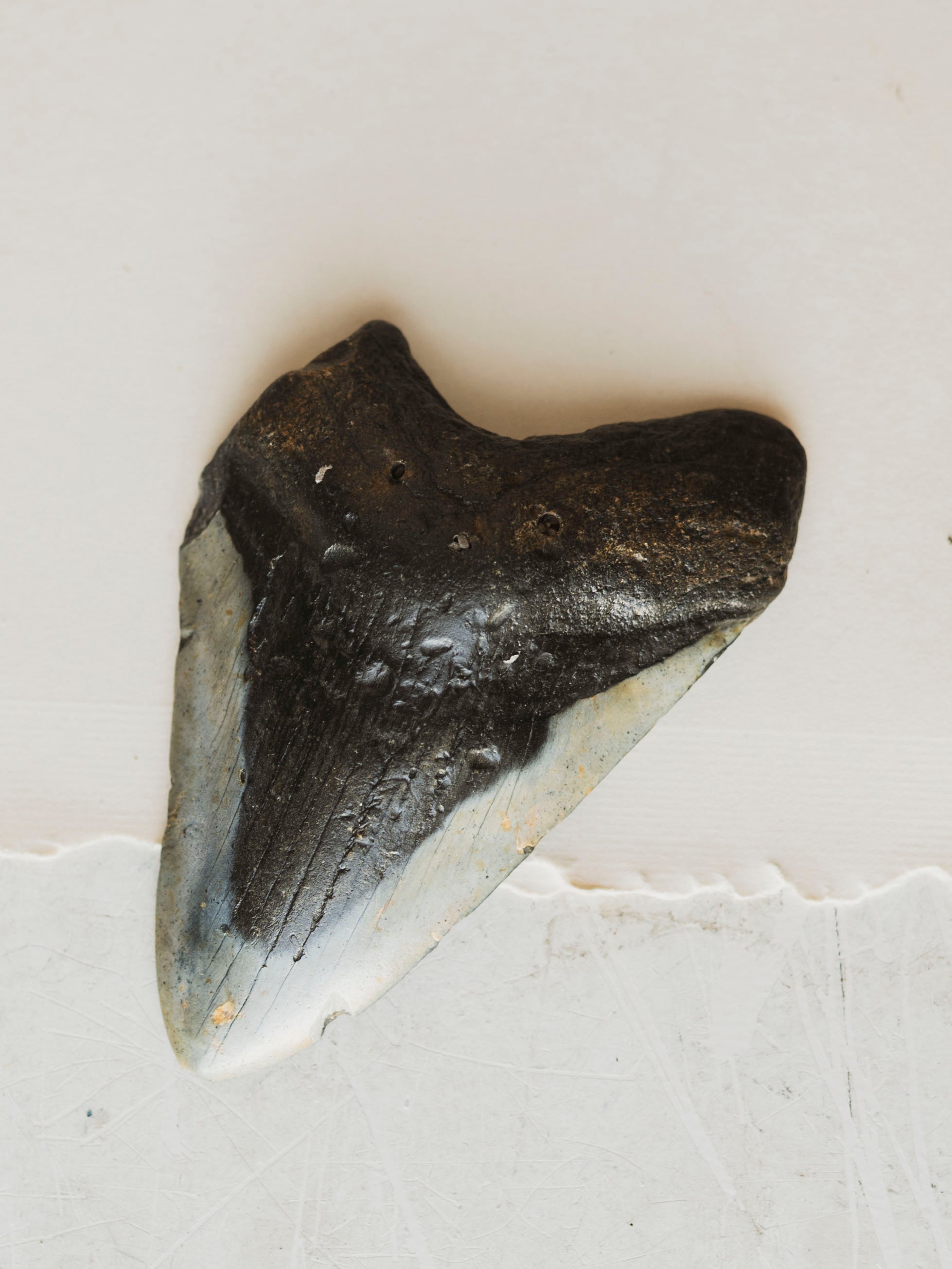 4-4.75" Grade B Fossilized Megalodon Tooth, RM2527