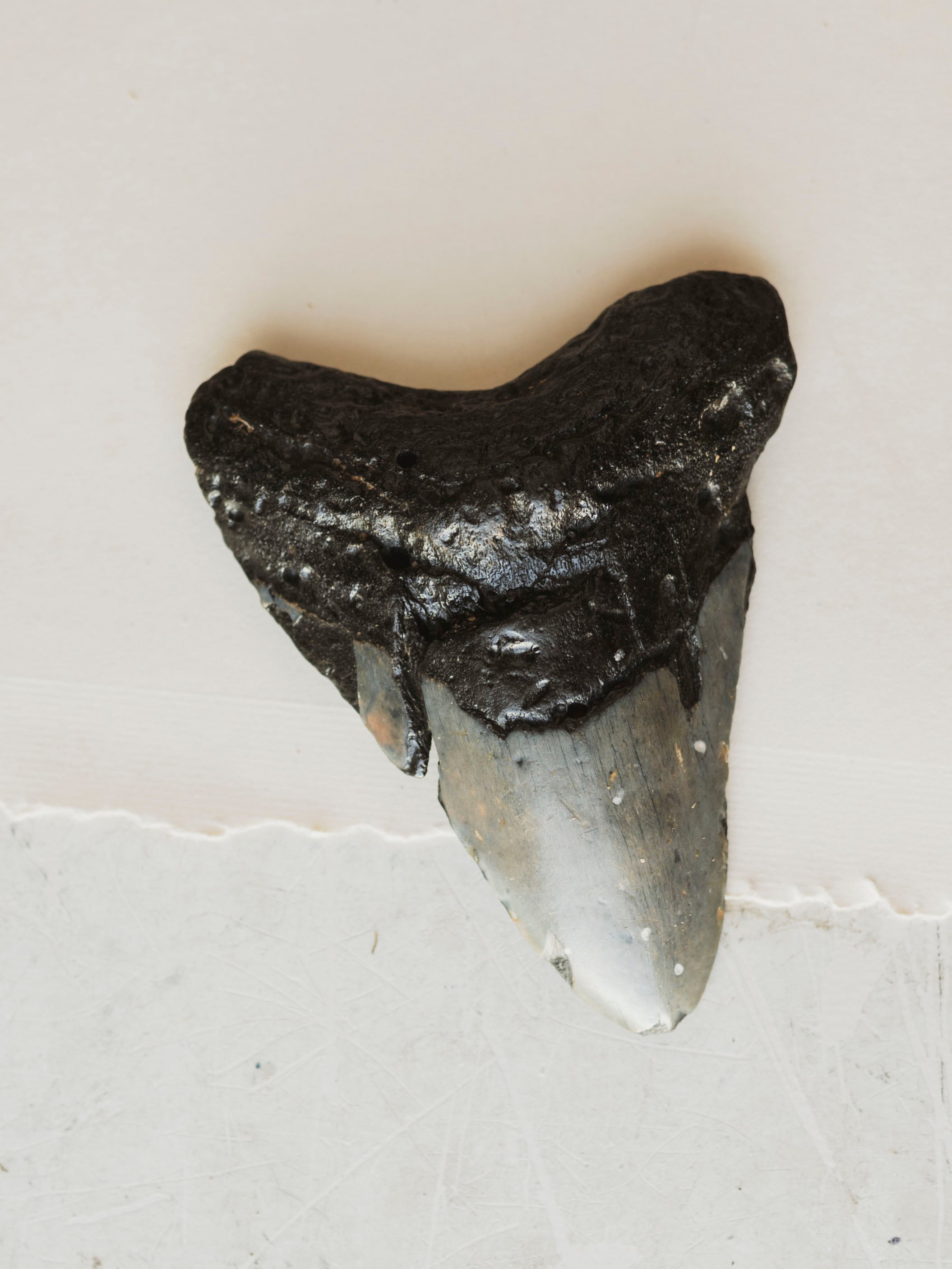 4-4.75" Grade B Fossilized Megalodon Tooth, RM2527