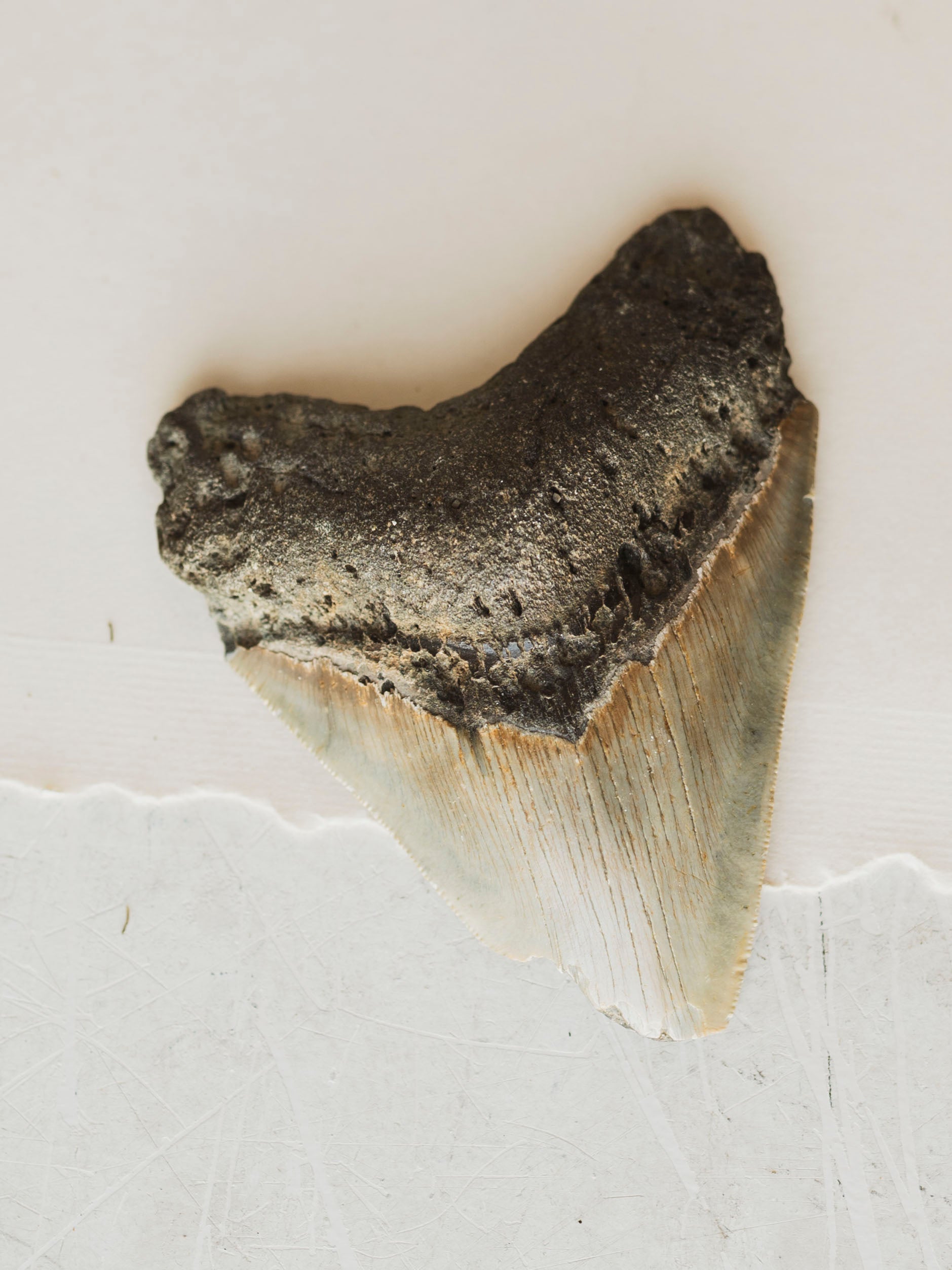 4-4.75" Grade B Fossilized Megalodon Tooth, RM2527