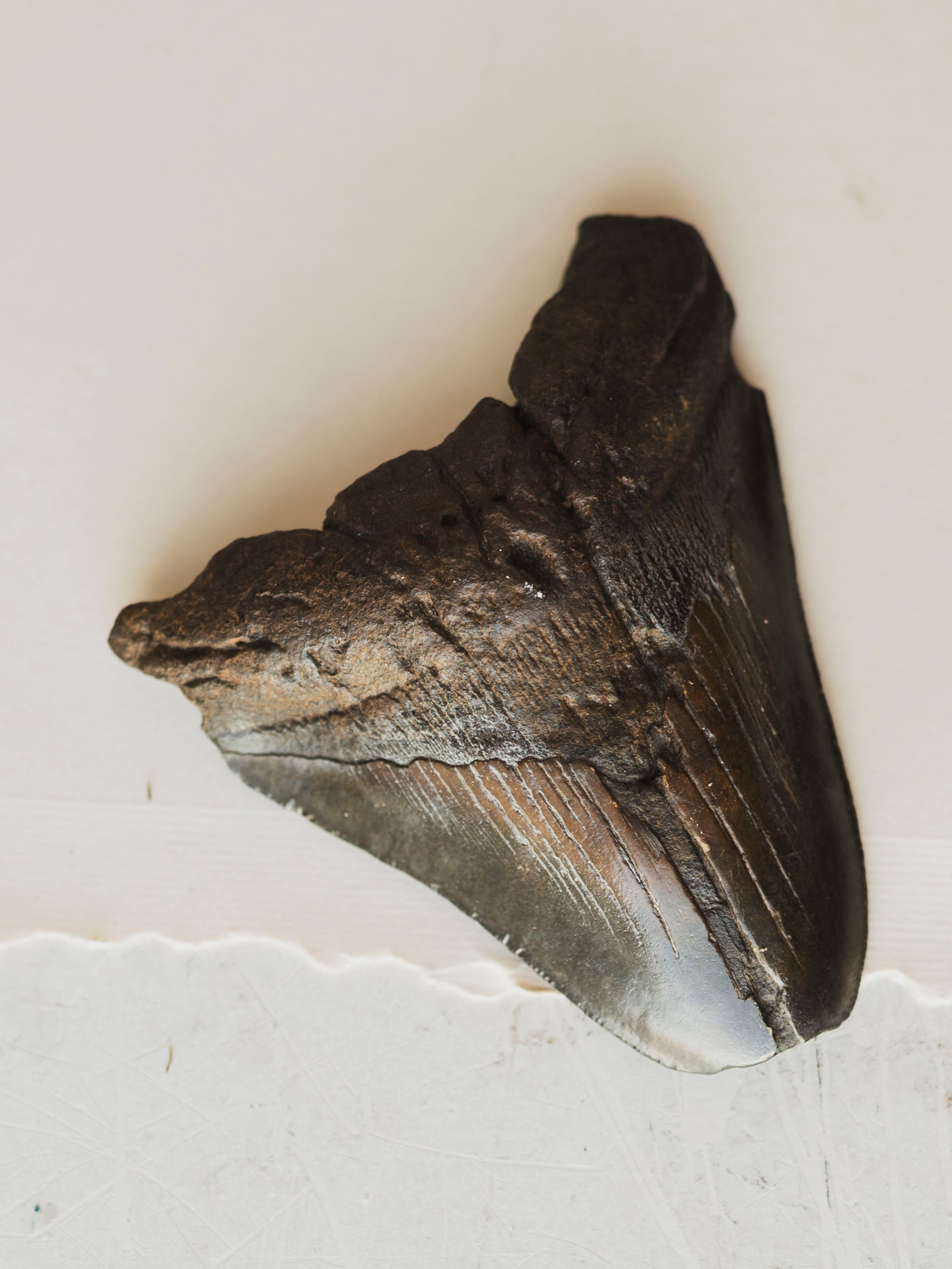 4-4.75" Grade B Fossilized Megalodon Tooth, RM2527