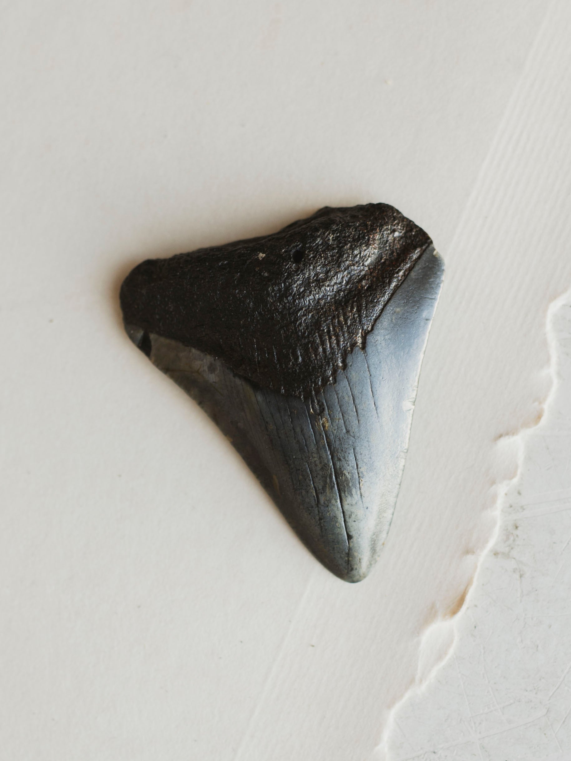 2.25-2.875" Grade B Fossilized Megalodon Tooth, RM3224