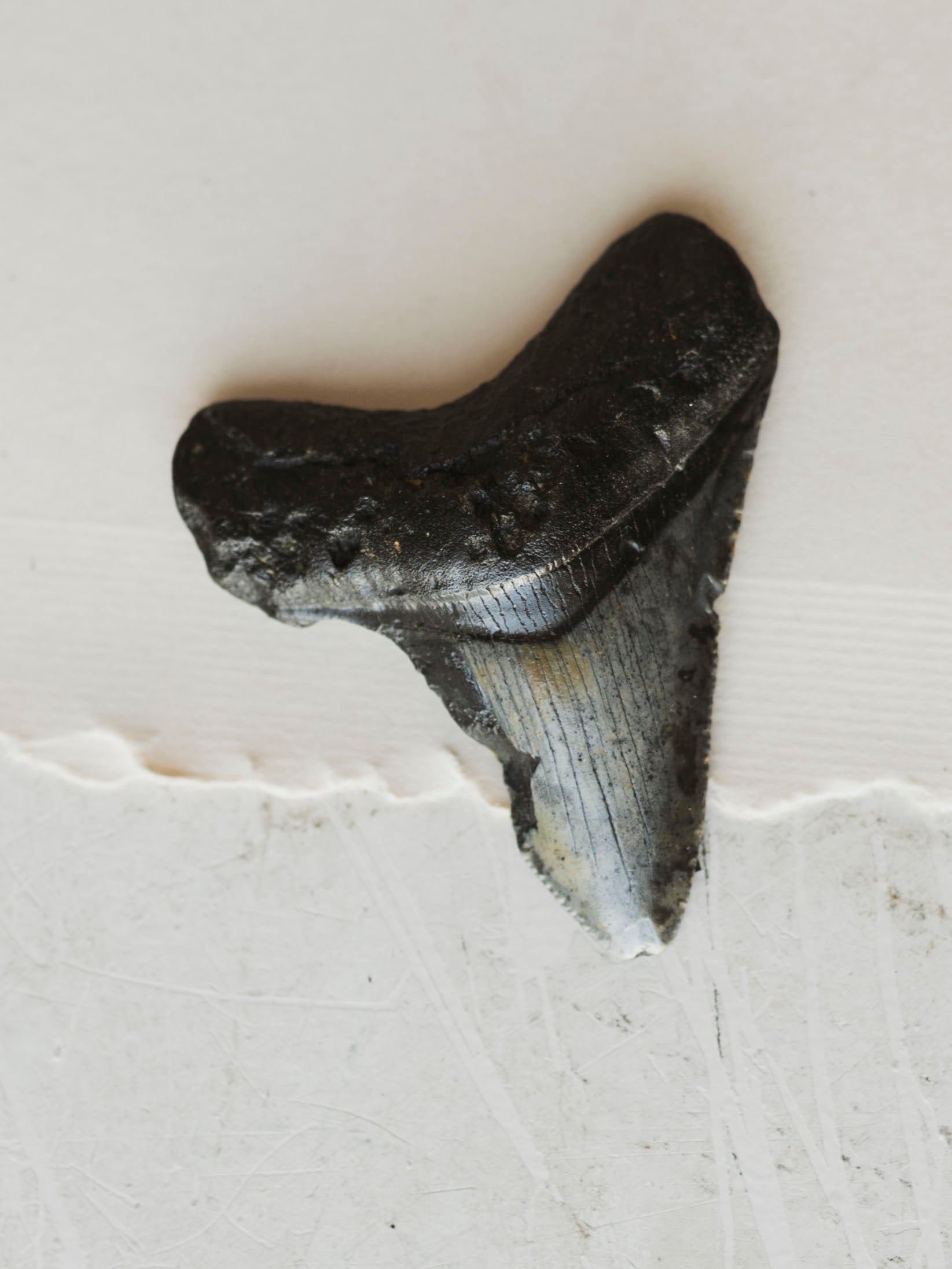 2.25-2.875" Grade B Fossilized Megalodon Tooth, RM3224