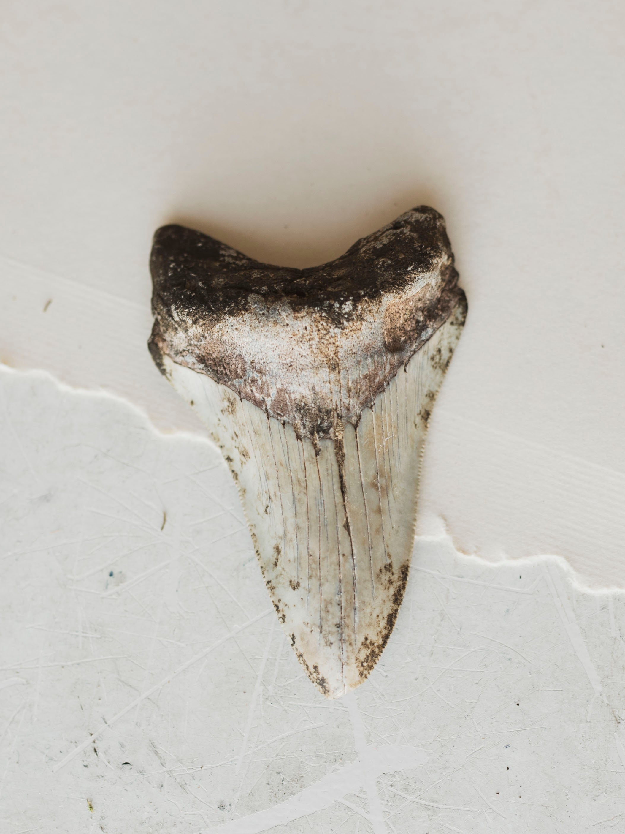 3-3.875" Grade B Fossilized Megalodon Tooth, RM3200