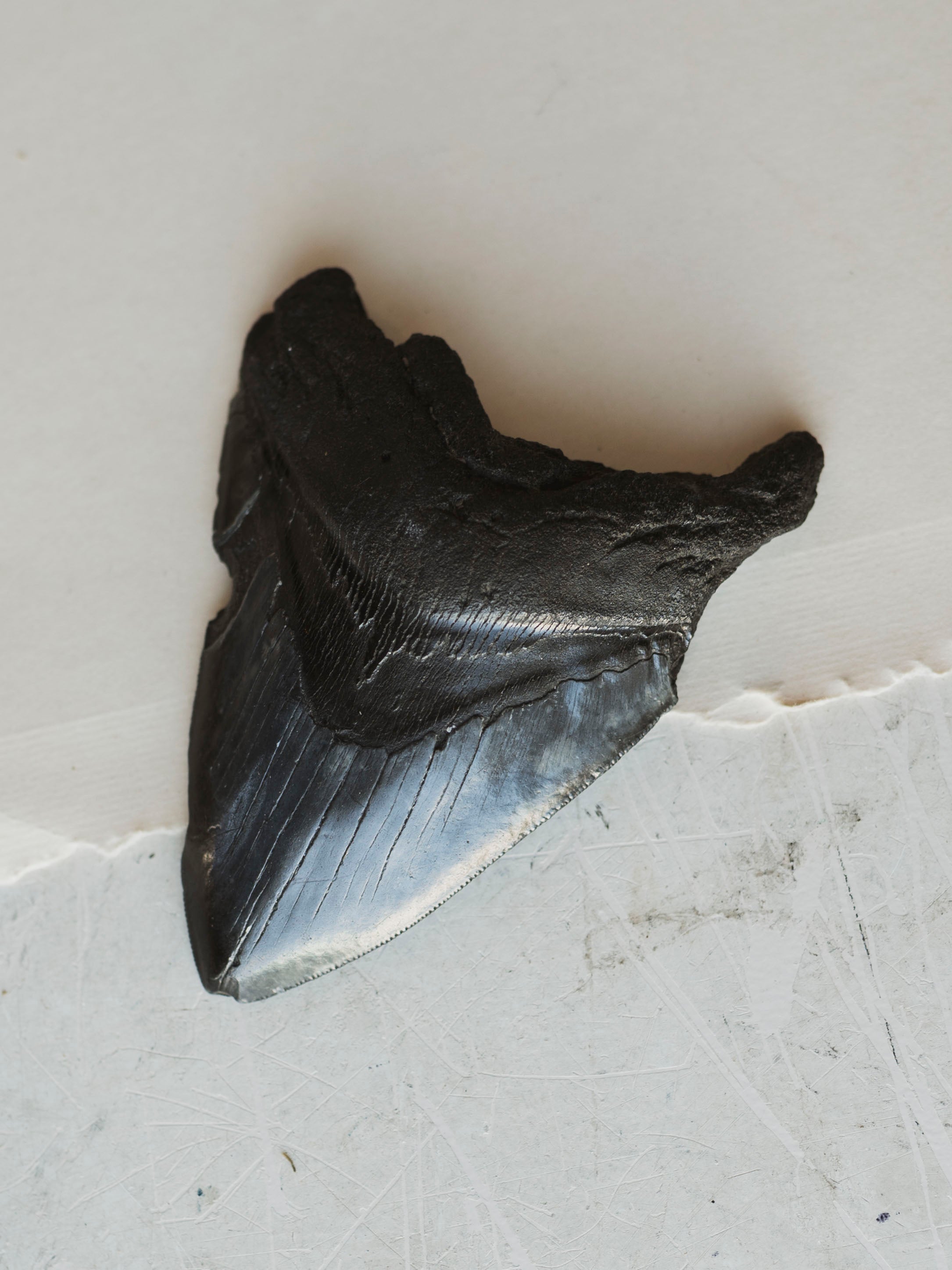 4-4.75" Grade B Fossilized Megalodon Tooth, RM2527