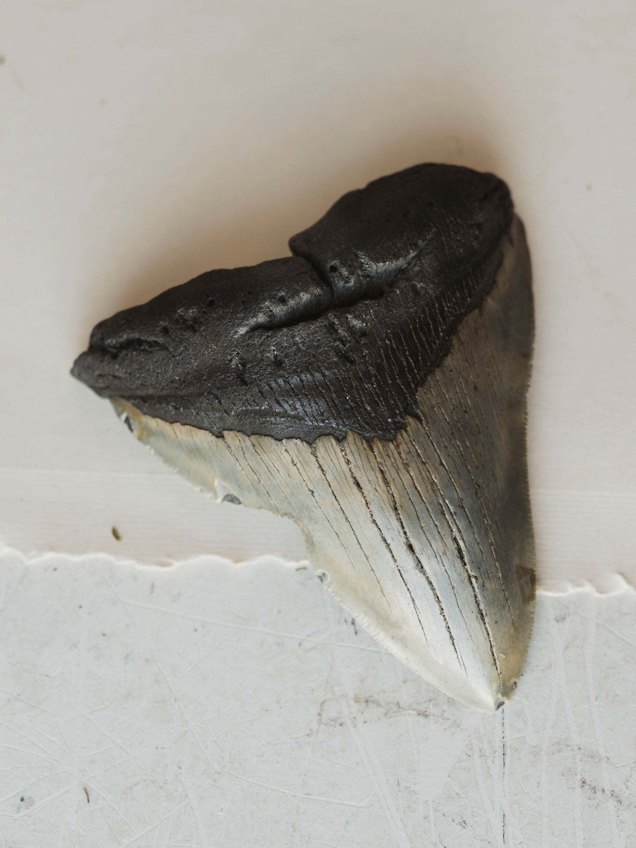 4-4.75" Grade B Fossilized Megalodon Tooth, RM2527