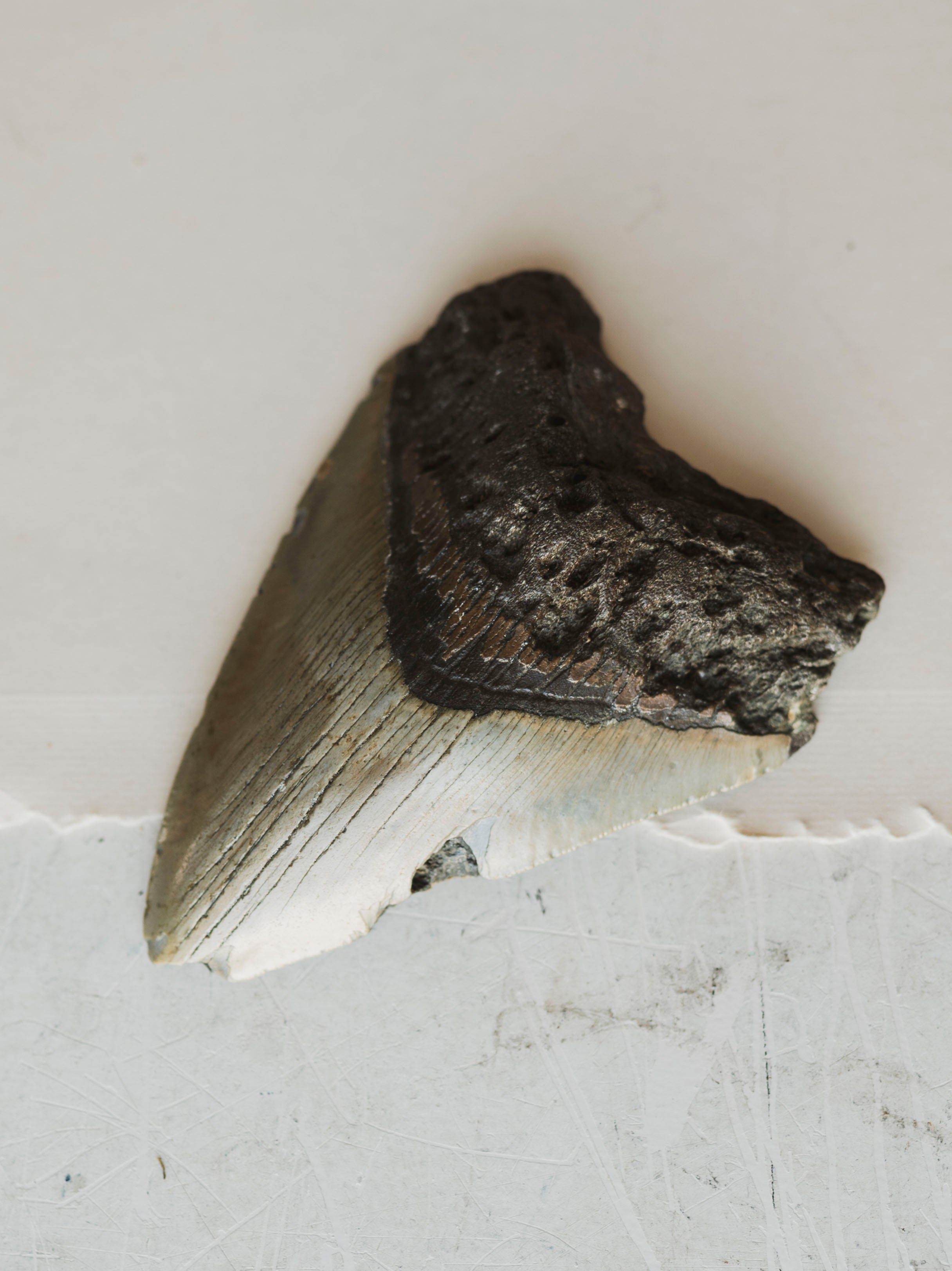 4-4.75" Grade B Fossilized Megalodon Tooth, RM2527