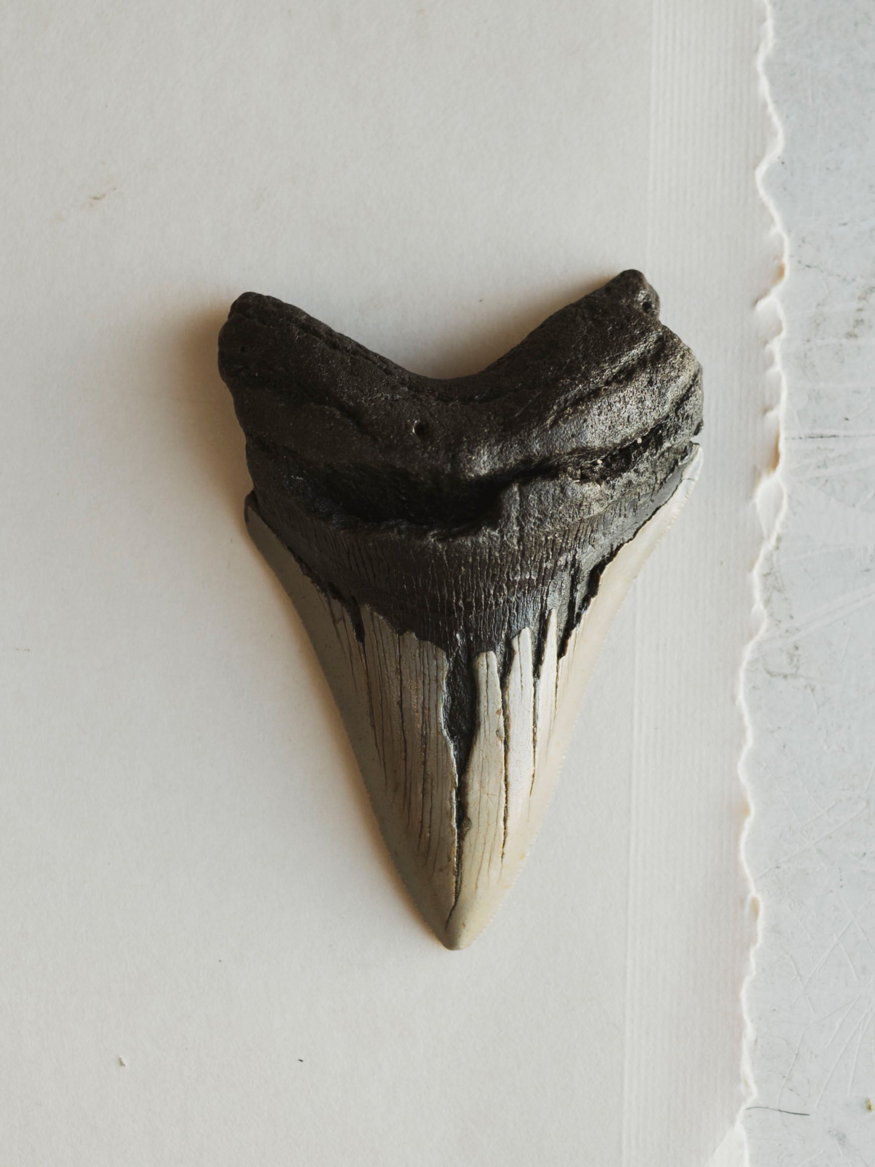 4-4.75" Grade B Fossilized Megalodon Tooth, RM2527