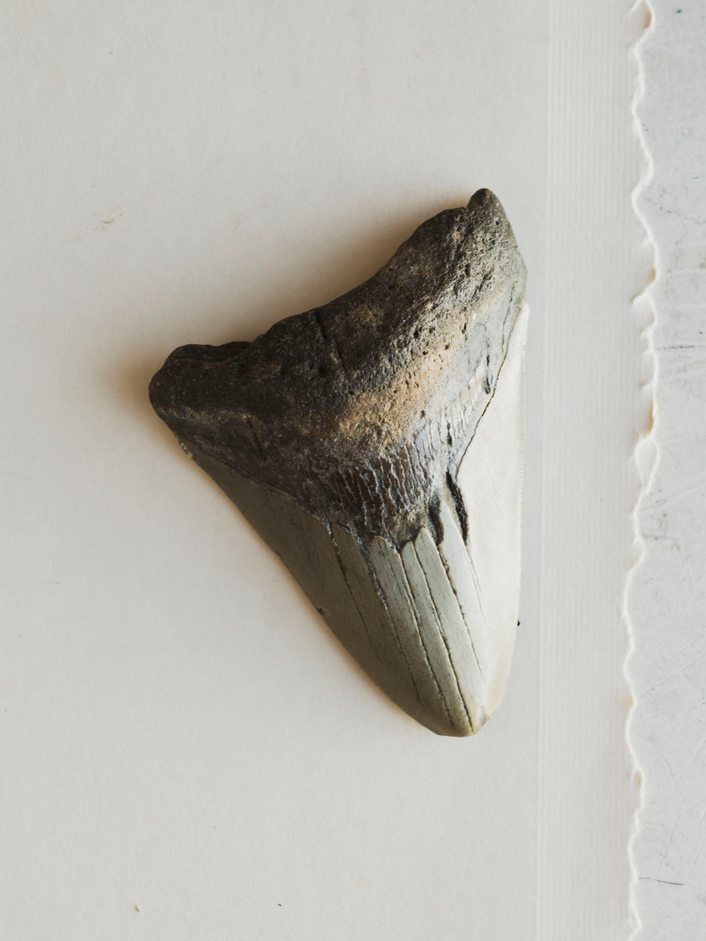 4-4.5" Grade A Fossilized Megalodon Tooth, RM2534