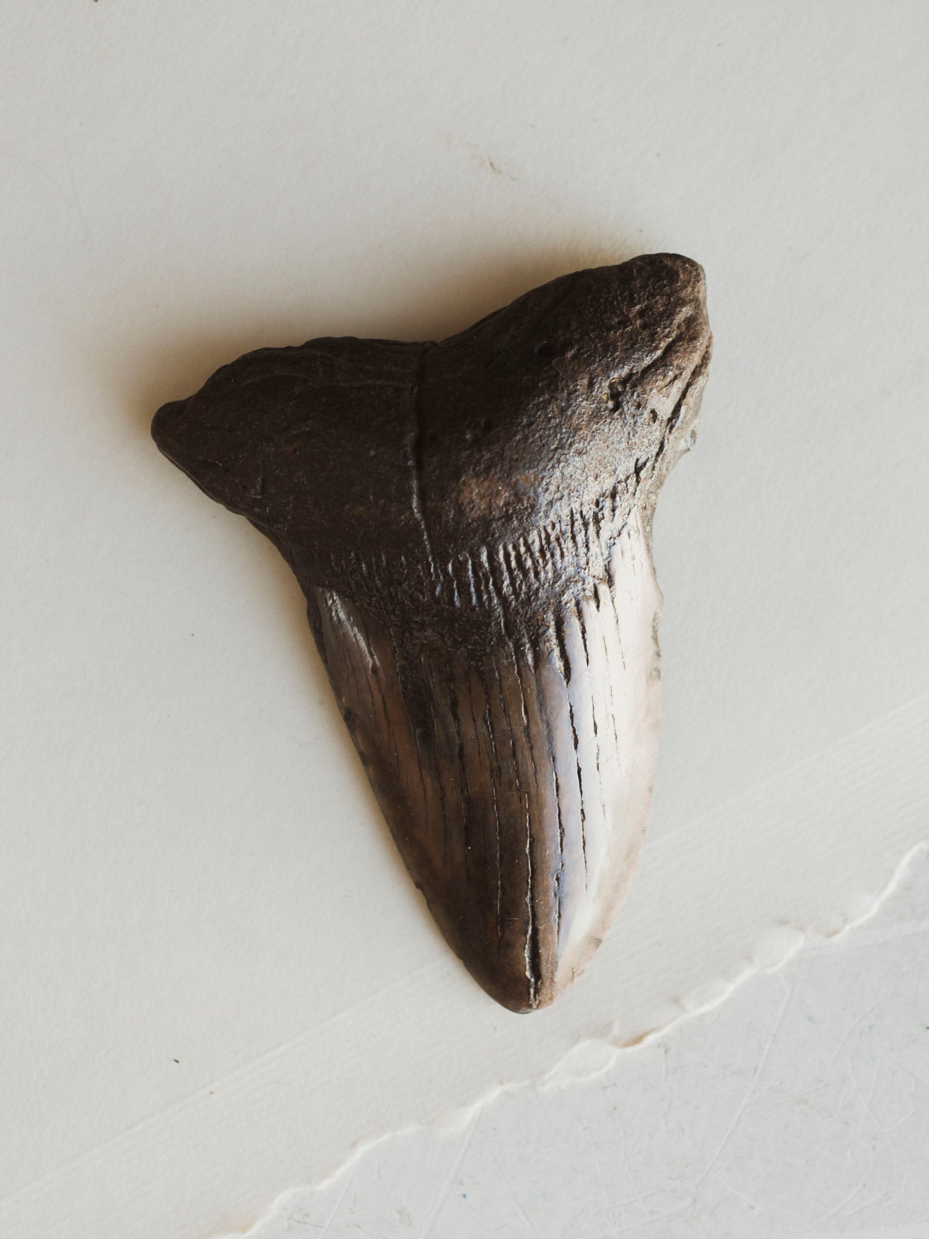 4-4.5" Grade A Fossilized Megalodon Tooth, RM2534