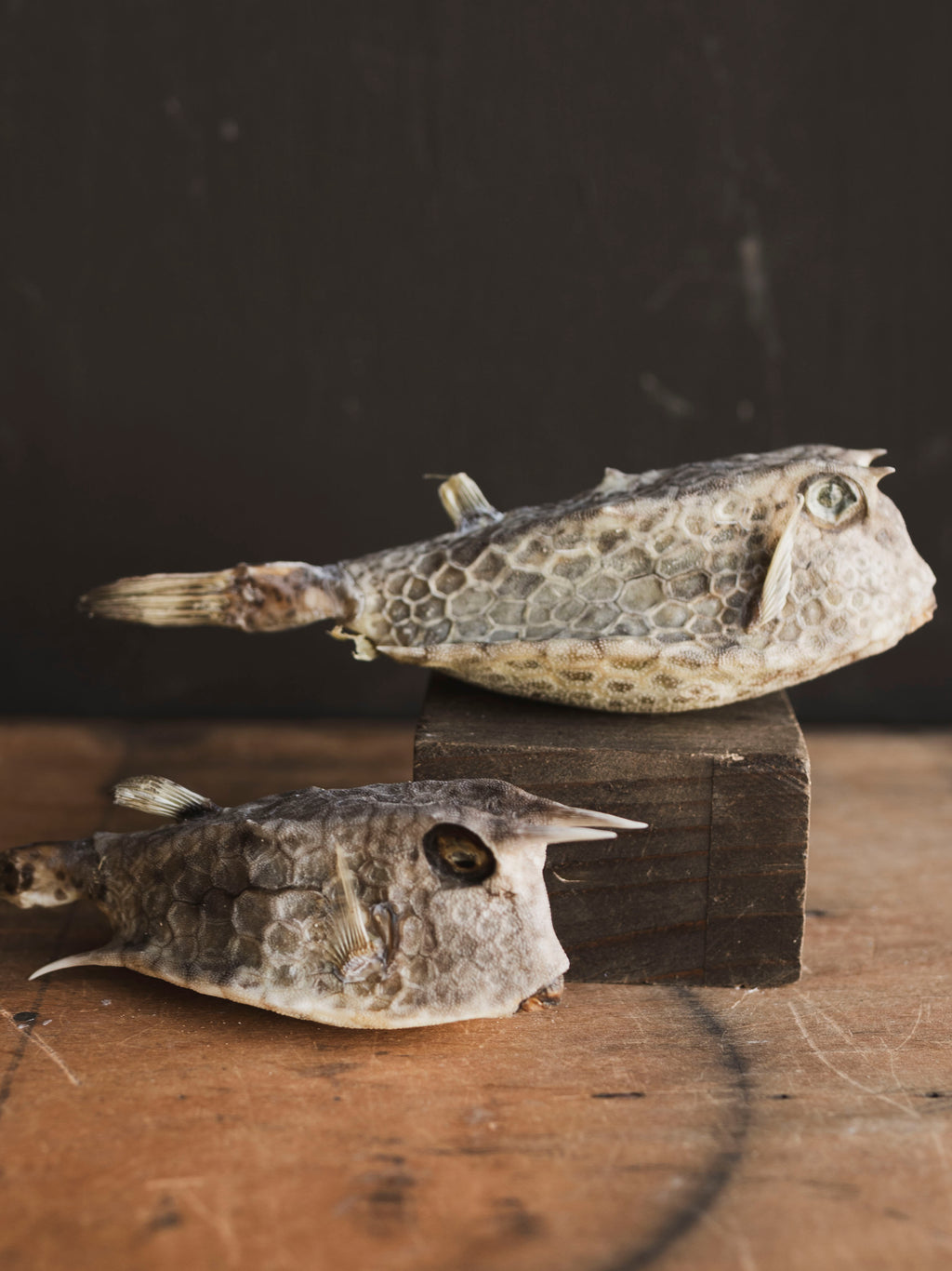 Spiny Box Fish, NA367