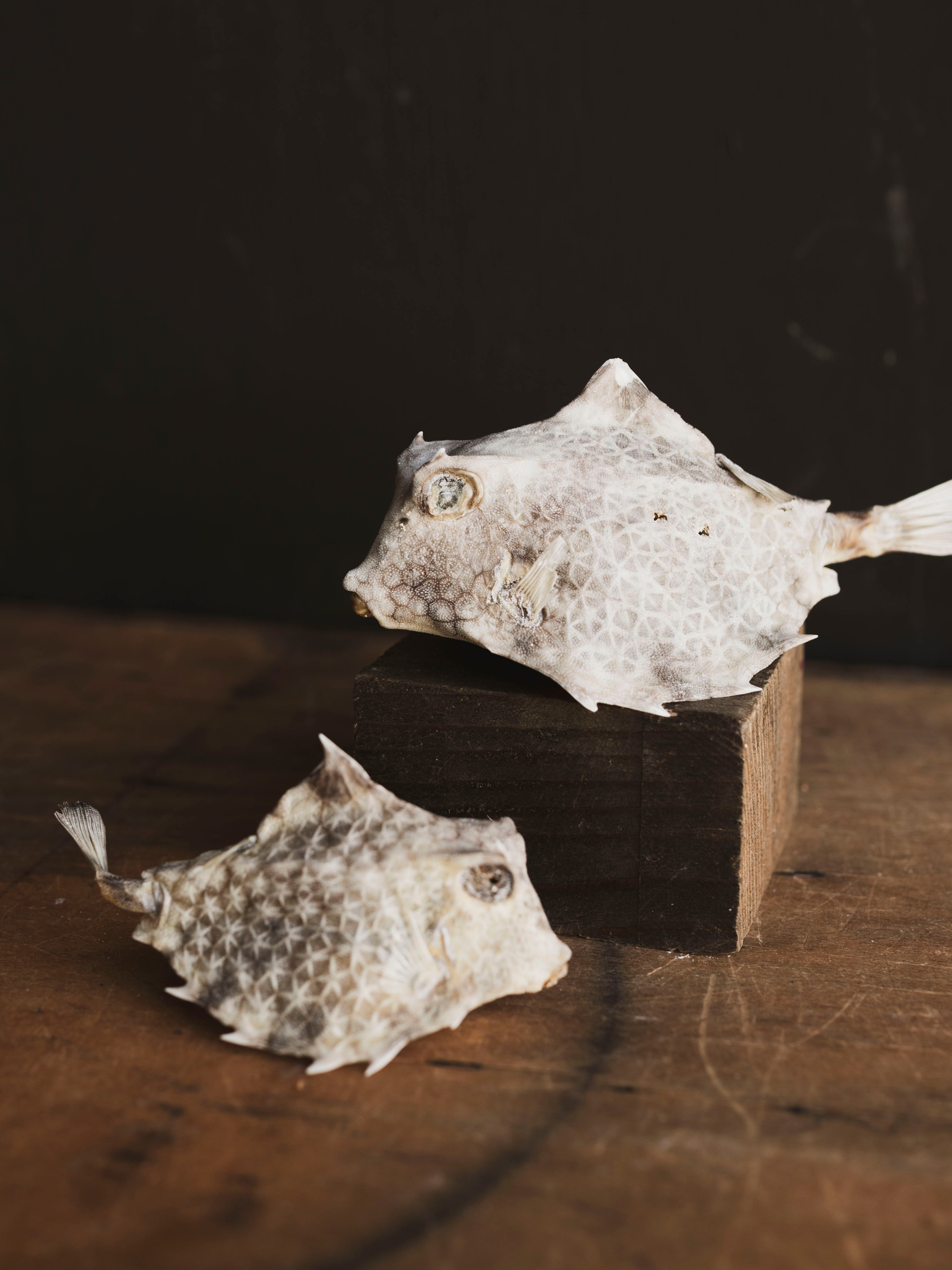 Horned Cow Fish, NA37