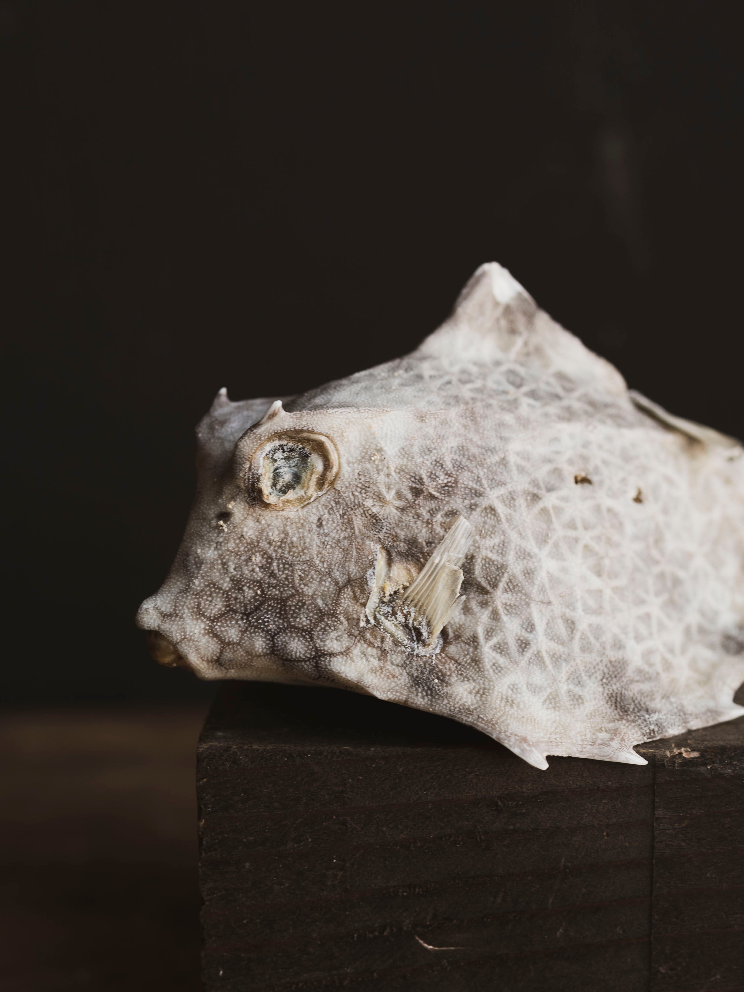 Horned Cow Fish, NA37