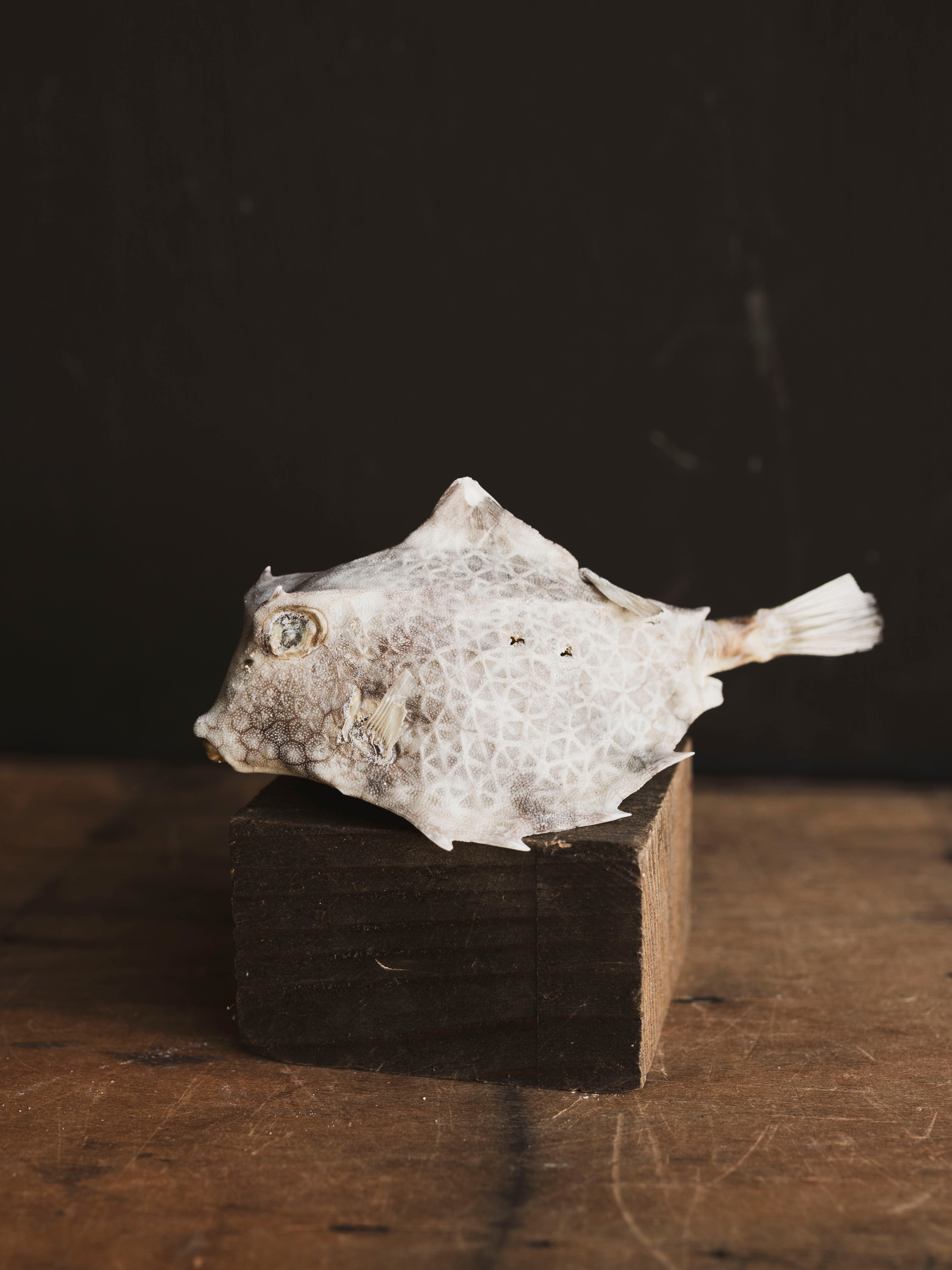 Horned Cow Fish, NA37