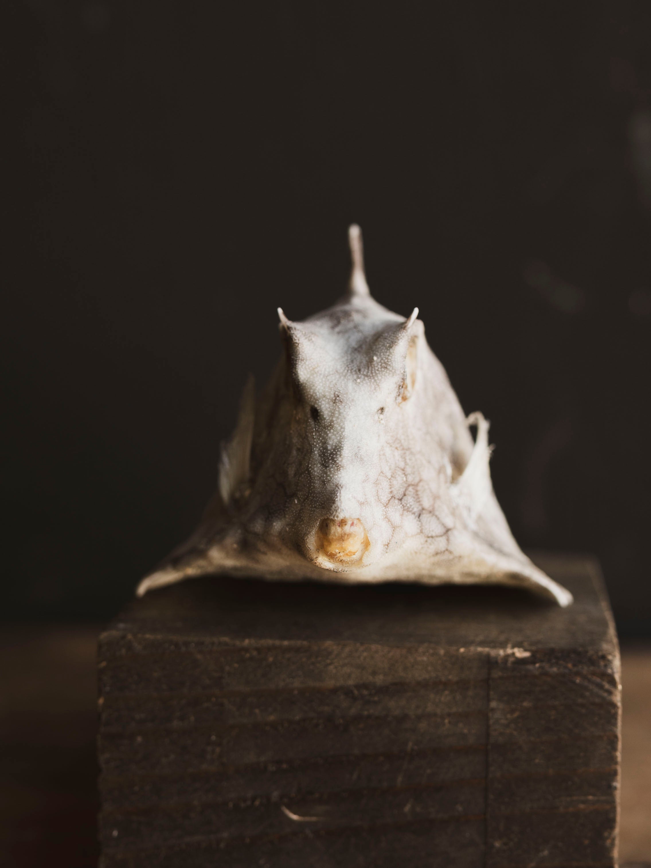 Horned Cow Fish, NA37