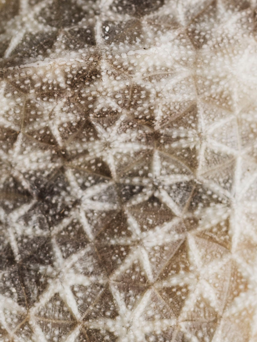 Horned Cow Fish, NA37