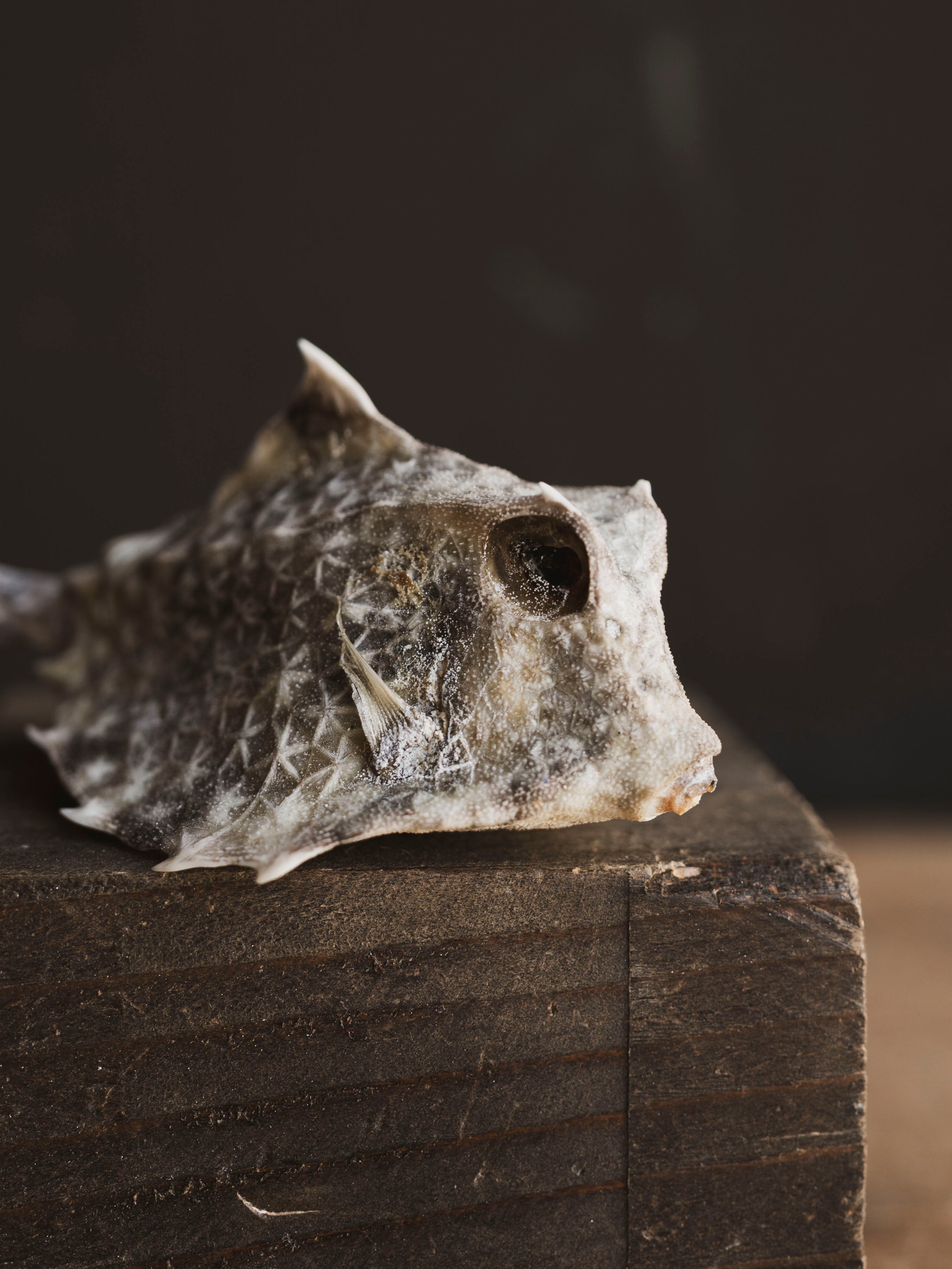 Horned Cow Fish, NA37