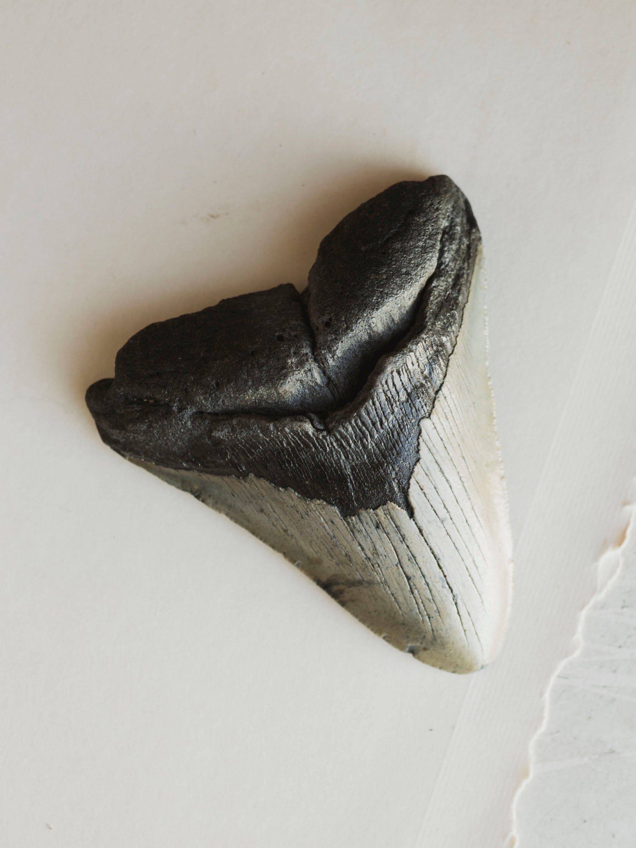 4-4.5" Grade A Fossilized Megalodon Tooth, RM2534