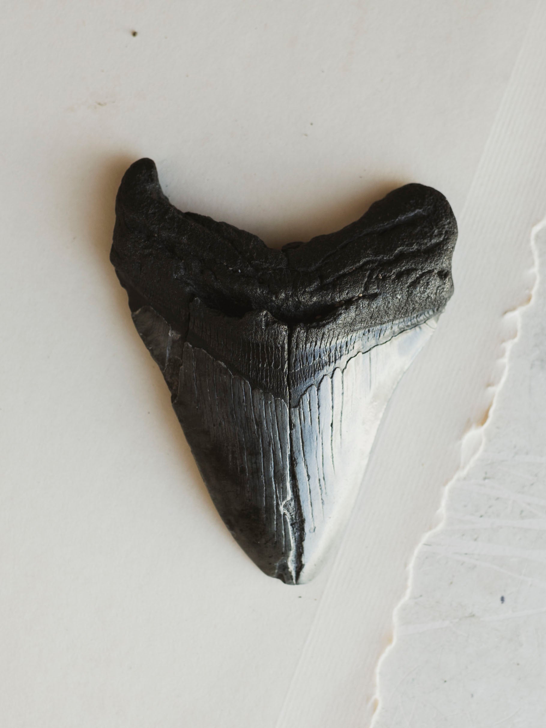 4-4.5" Grade A Fossilized Megalodon Tooth, RM2534