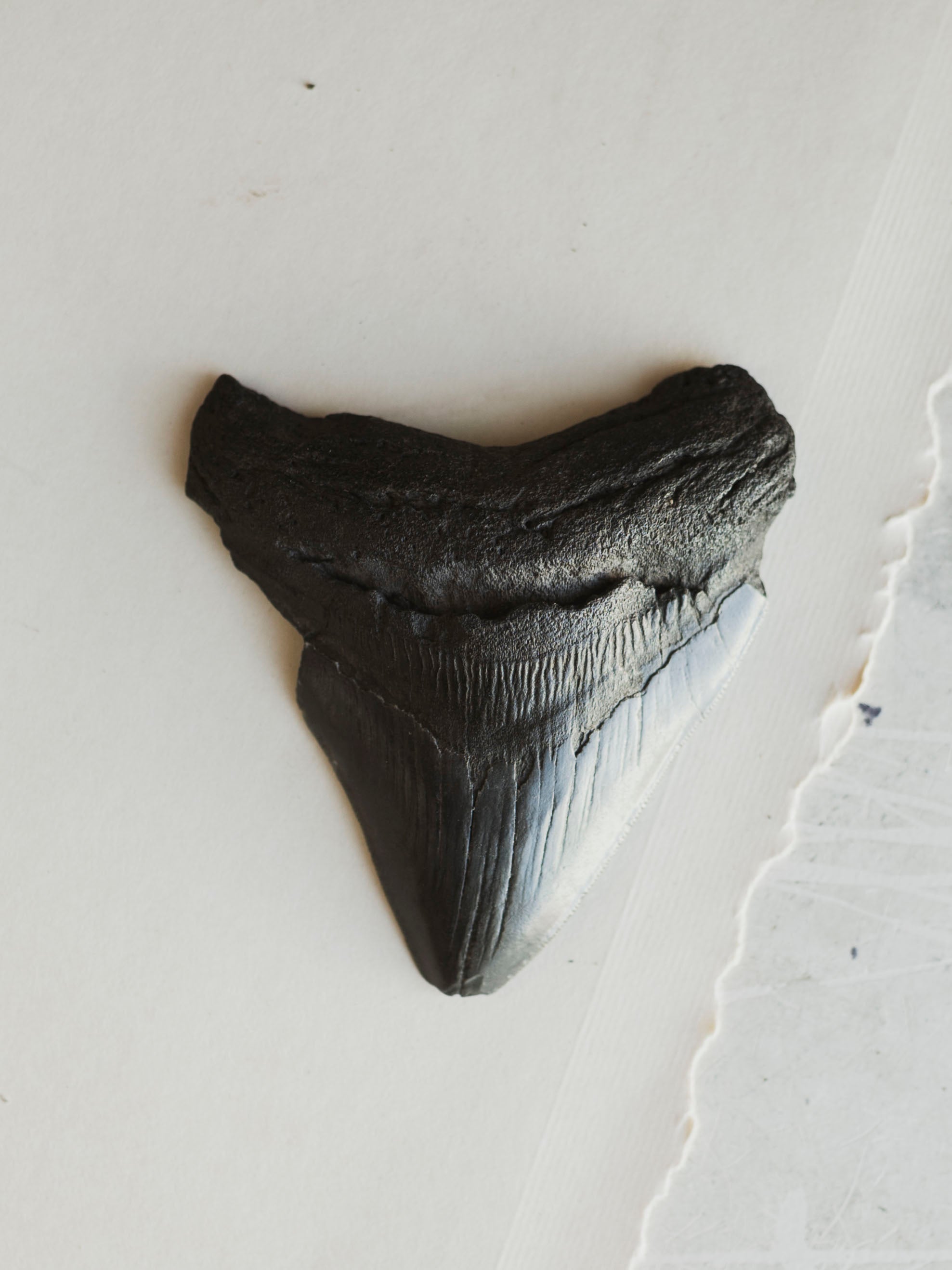 4-4.5" Grade A Fossilized Megalodon Tooth, RM2534