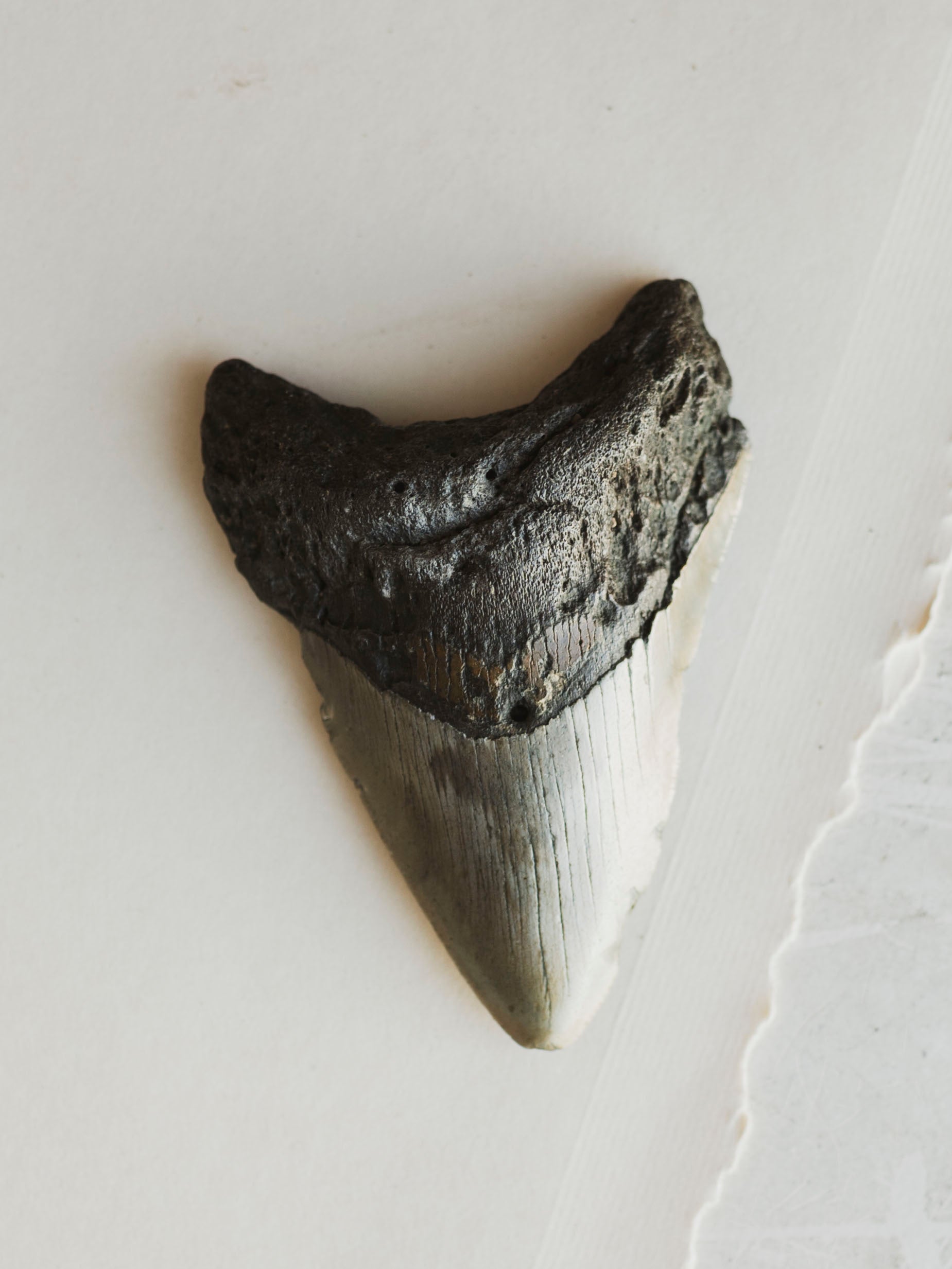 4-4.5" Grade A Fossilized Megalodon Tooth, RM2534
