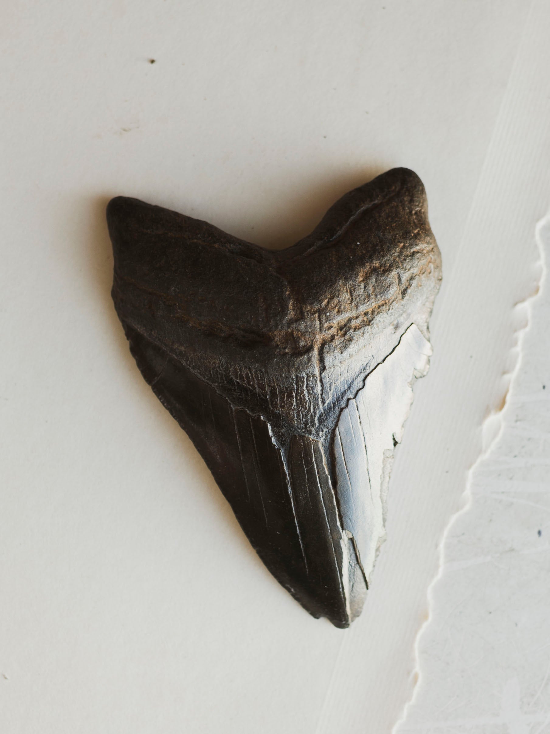 4-4.5" Grade A Fossilized Megalodon Tooth, RM2534