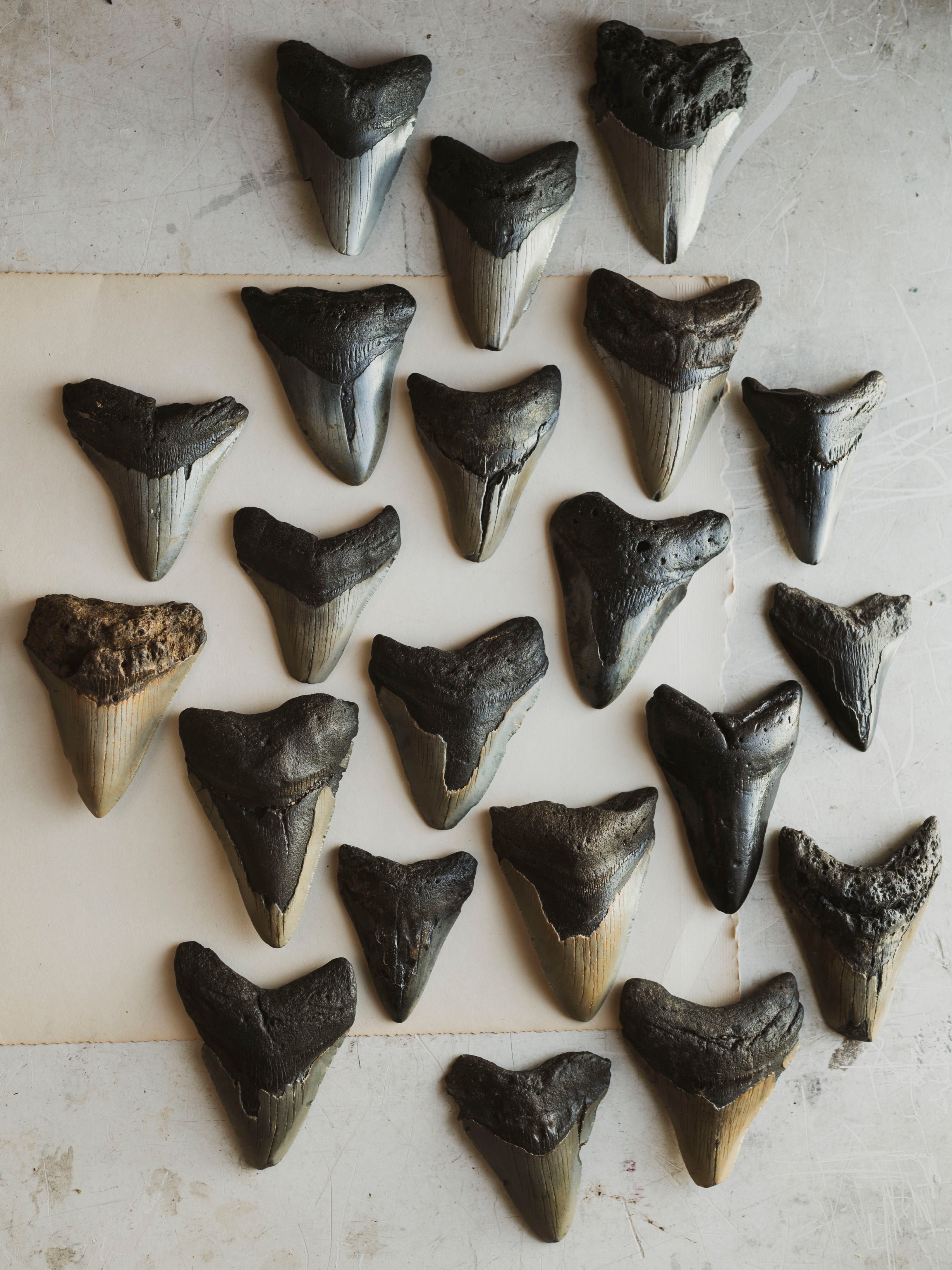 3-3.875" Grade B Fossilized Megalodon Tooth, RM3200