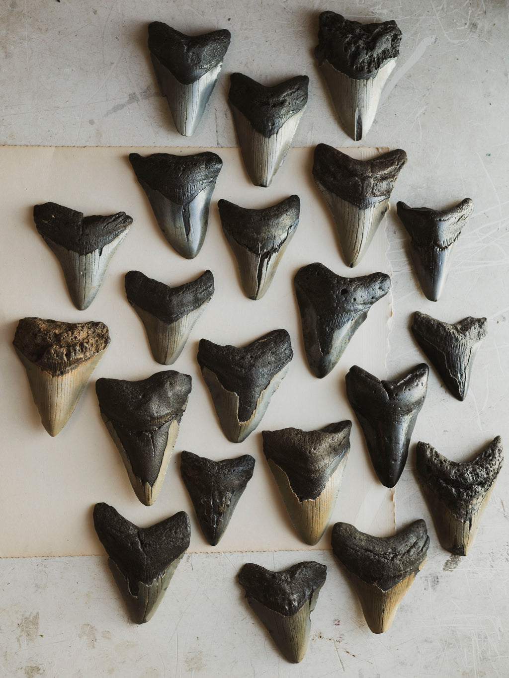 3-3.875" Grade B Fossilized Megalodon Tooth, RM3200