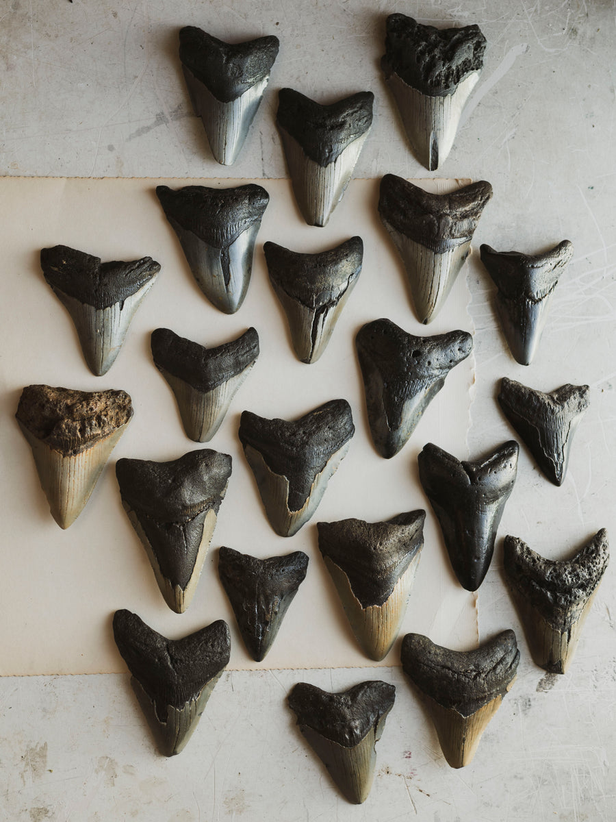 Pelt Rocks 3-3.8