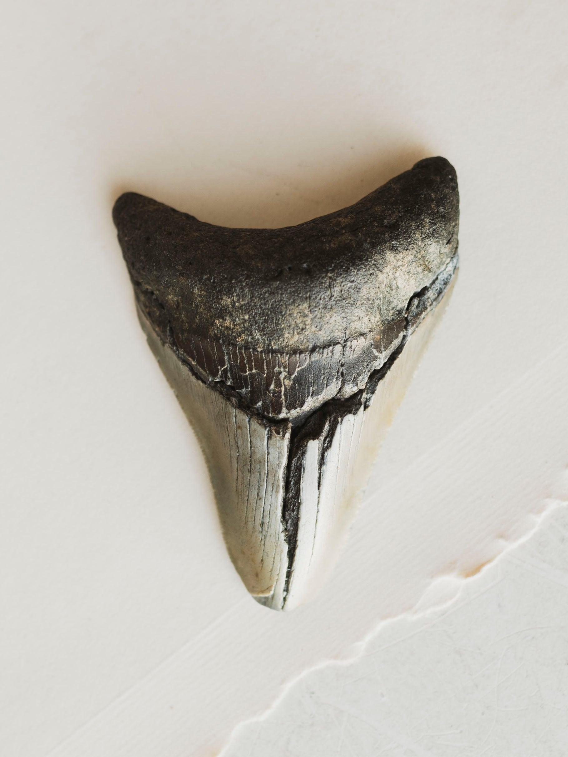 3-3.875" Grade B Fossilized Megalodon Tooth, RM3200