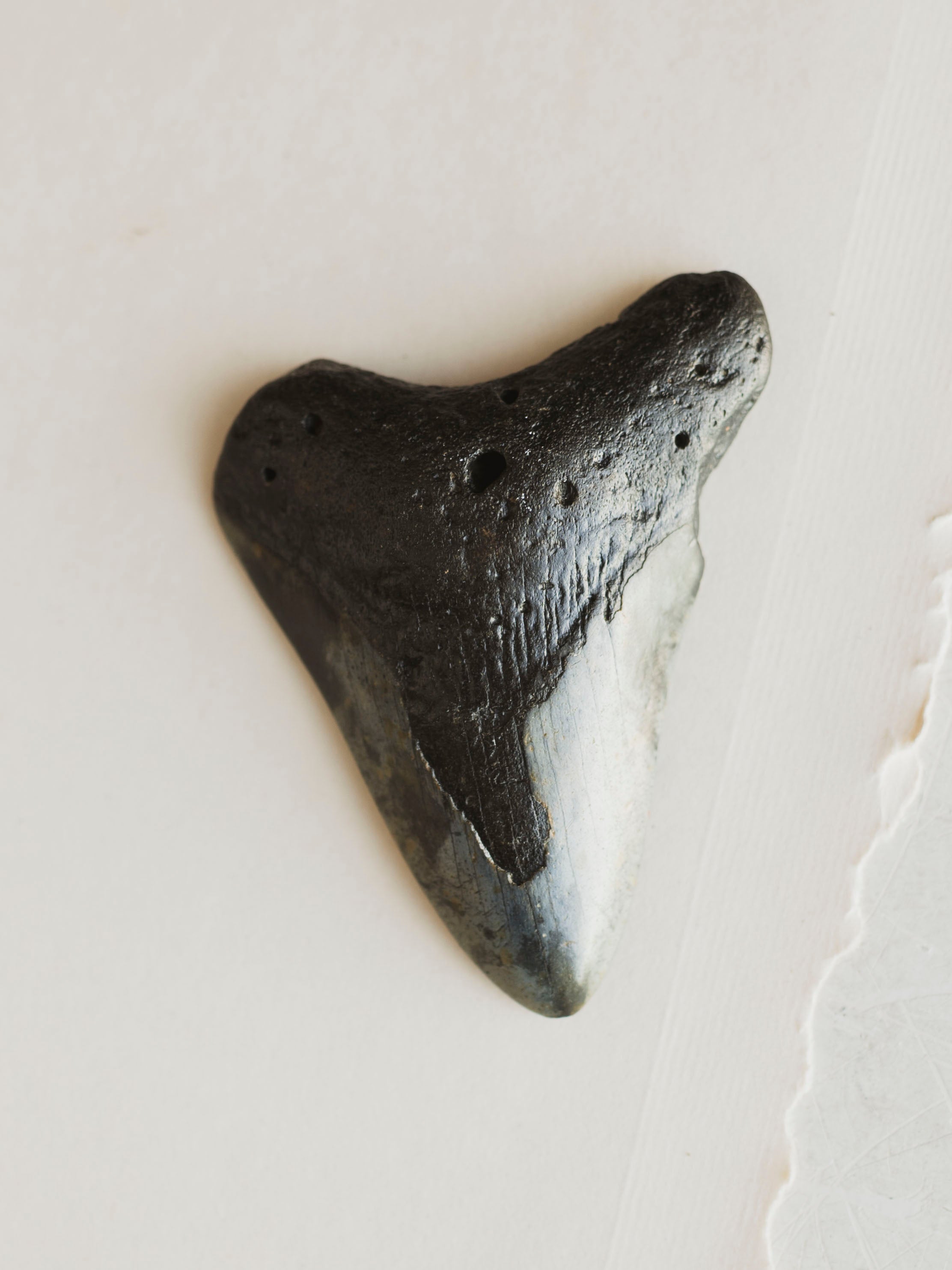 3-3.875" Grade B Fossilized Megalodon Tooth, RM3200