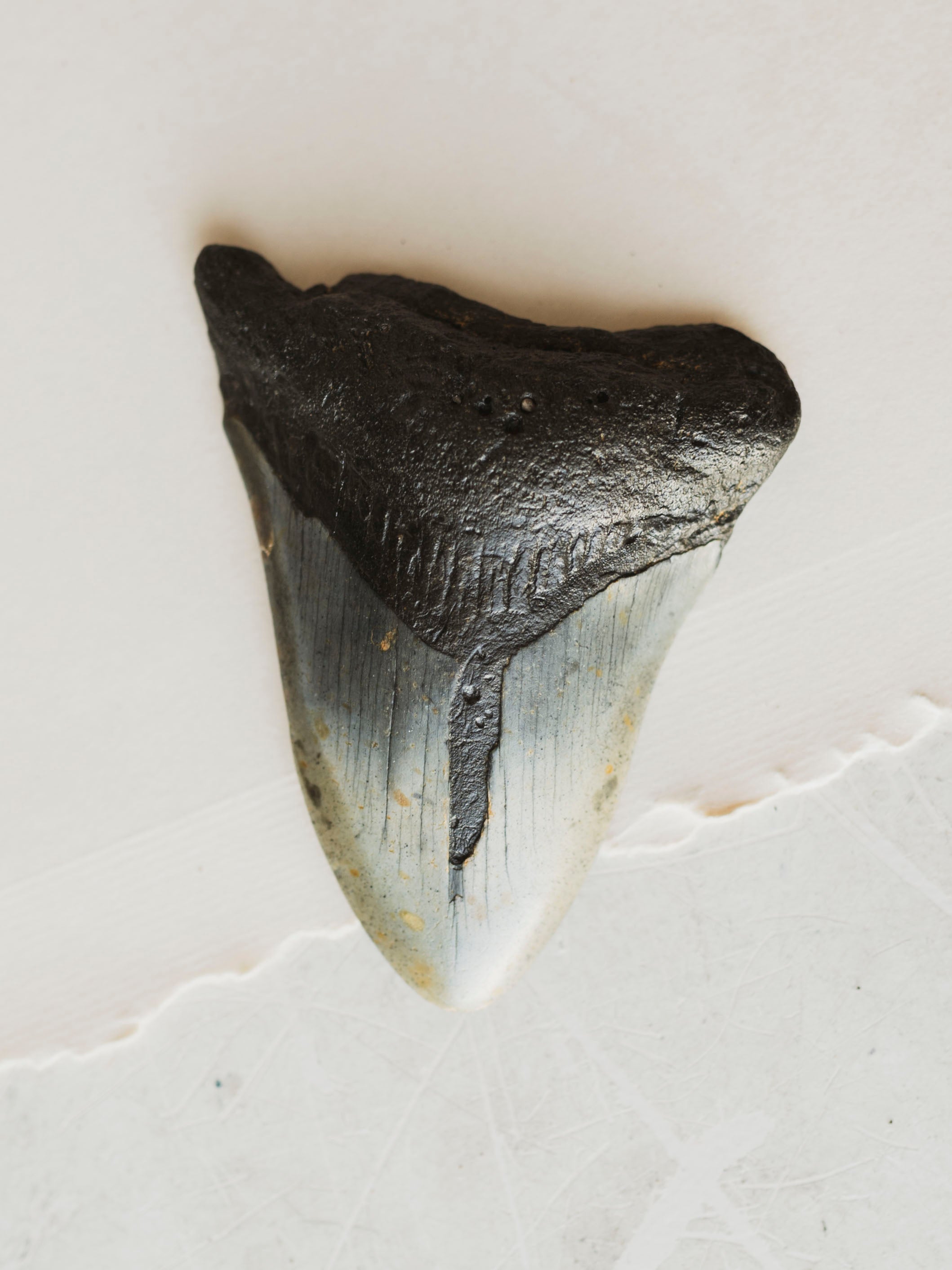 3-3.875" Grade B Fossilized Megalodon Tooth, RM3200