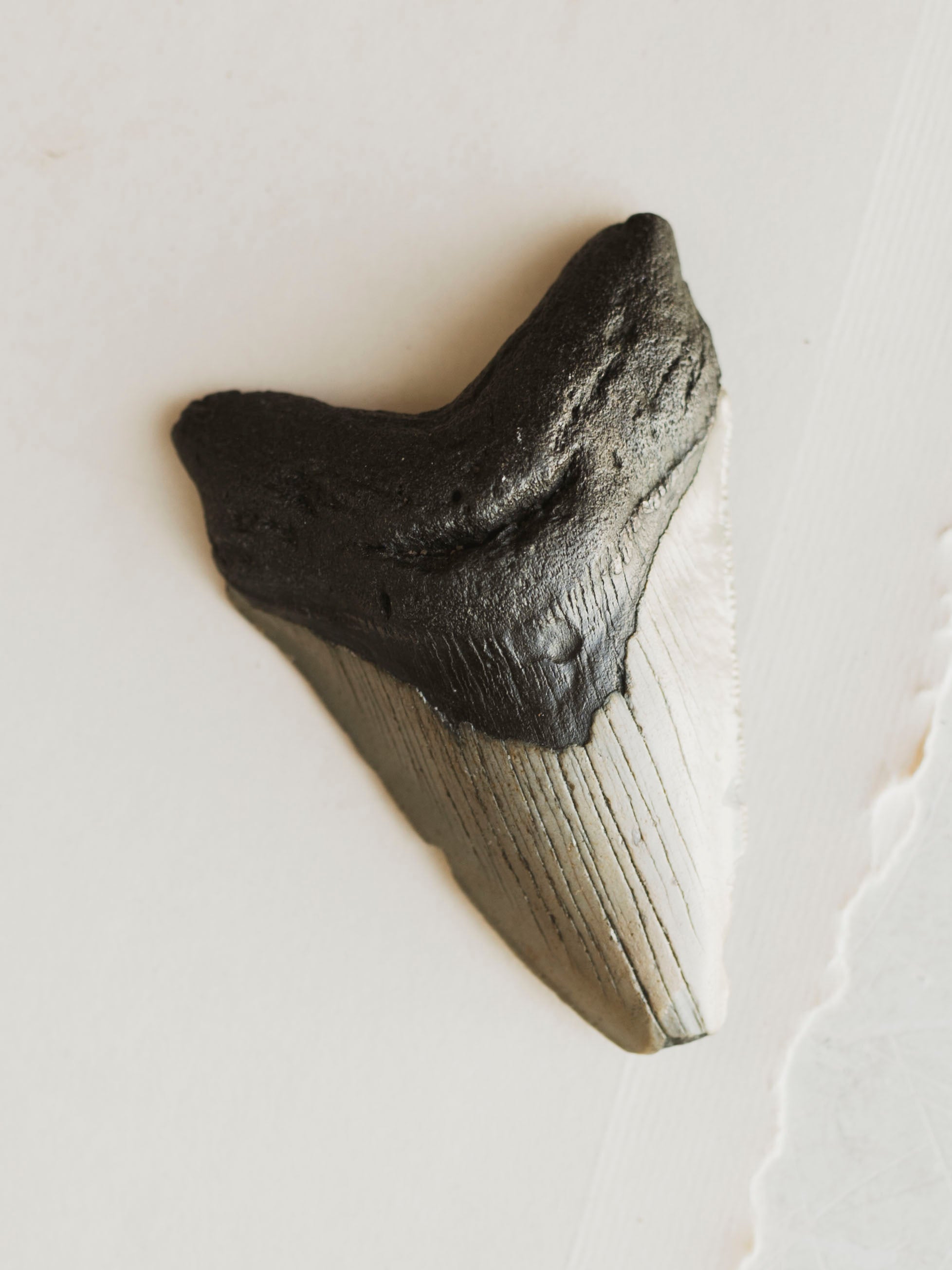 3-3.875" Grade B Fossilized Megalodon Tooth, RM3200