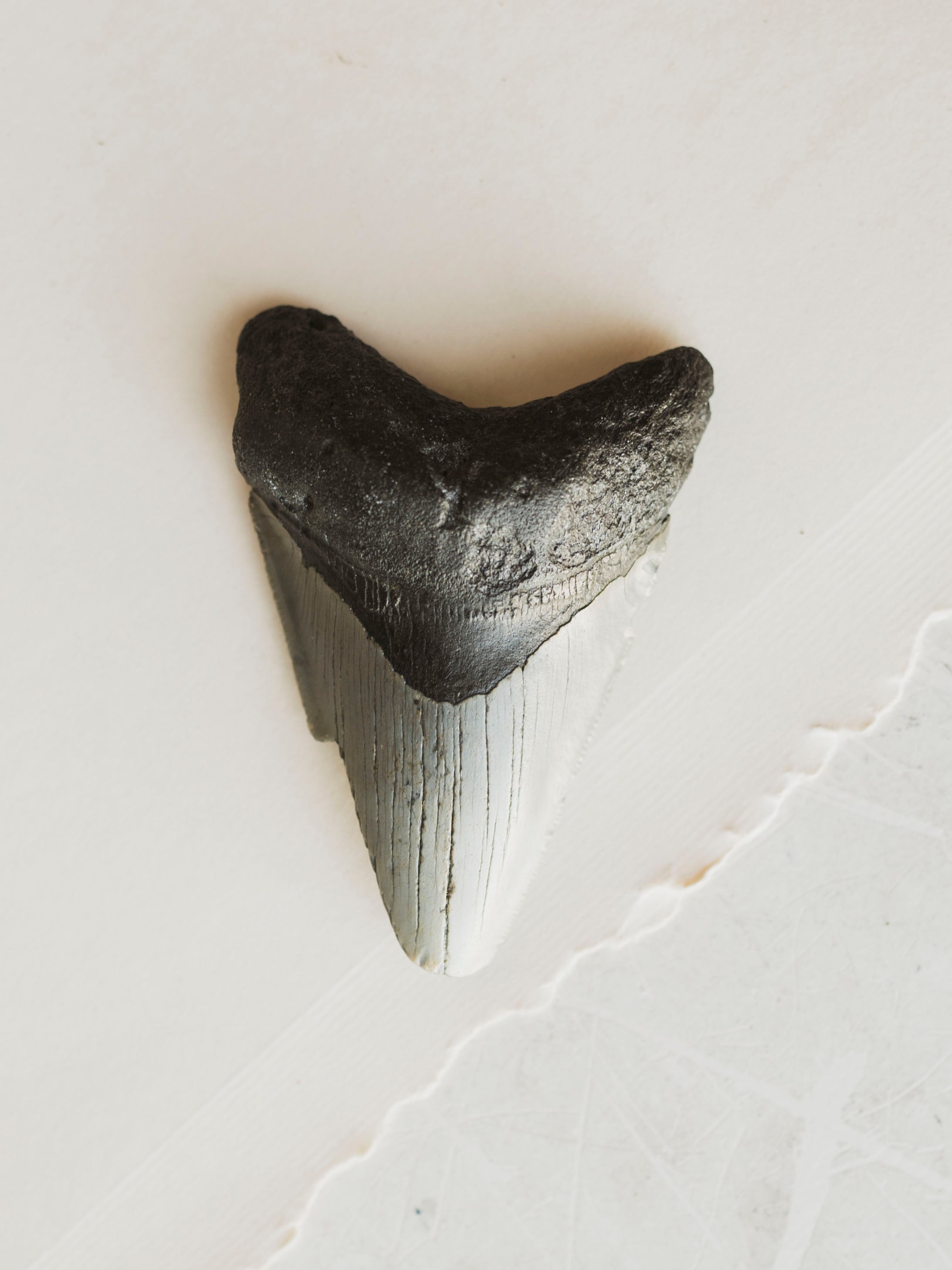3-3.875" Grade B Fossilized Megalodon Tooth, RM3200