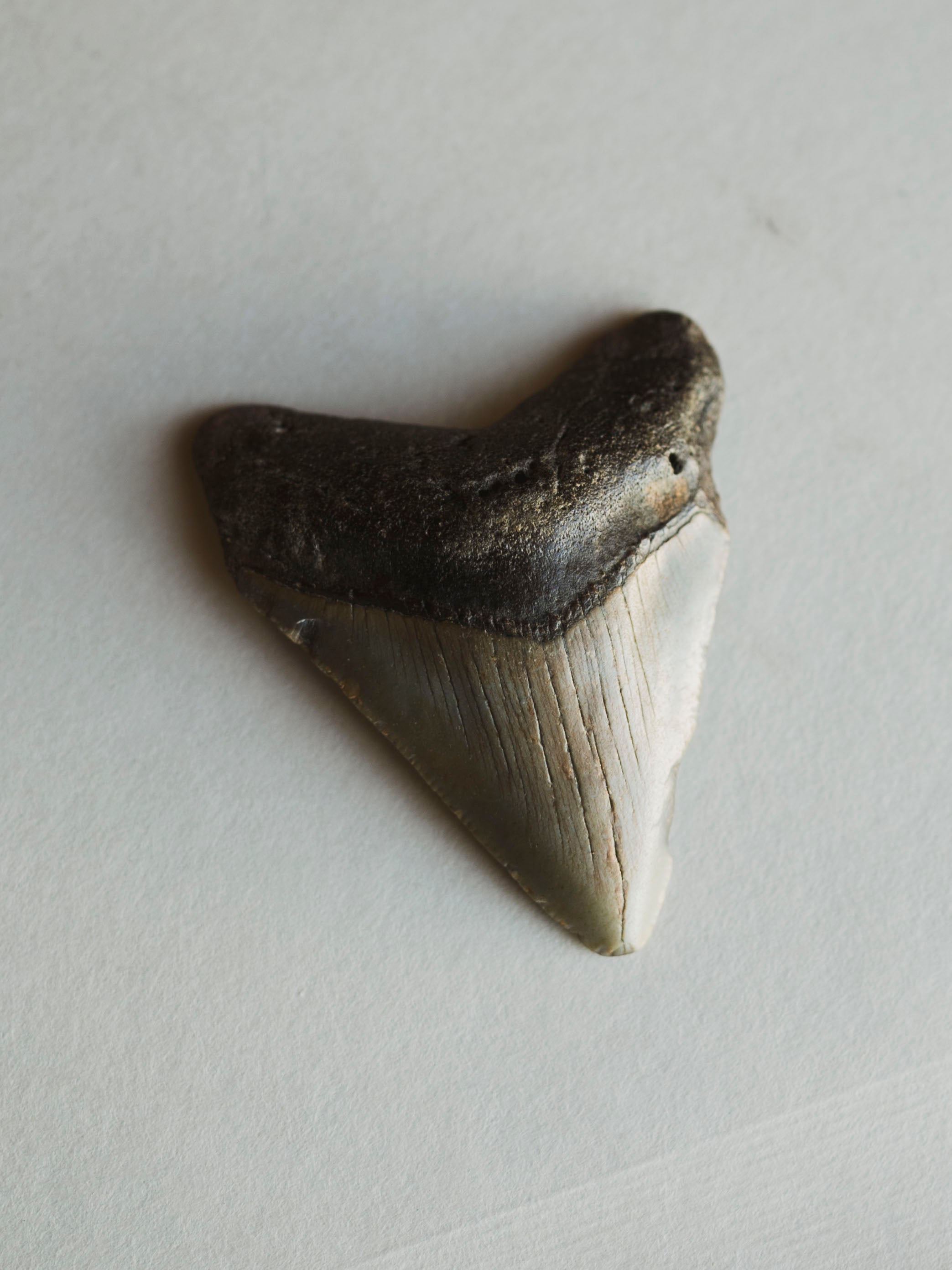 2.25-2.875" Grade B Fossilized Megalodon Tooth, RM3224